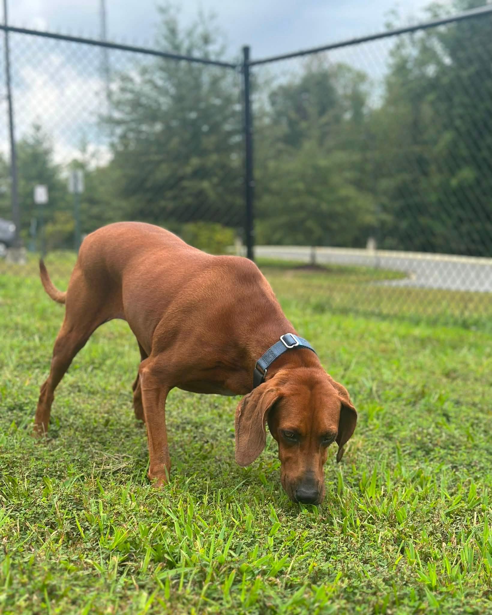 Enlarge Maggie, a ADOPTABLE mixed breed in Stafford, VA image 3/3
