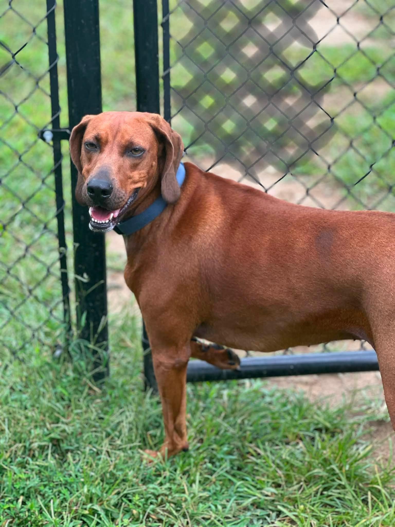 Enlarge Maggie, a ADOPTABLE mixed breed in Stafford, VA image 1/3
