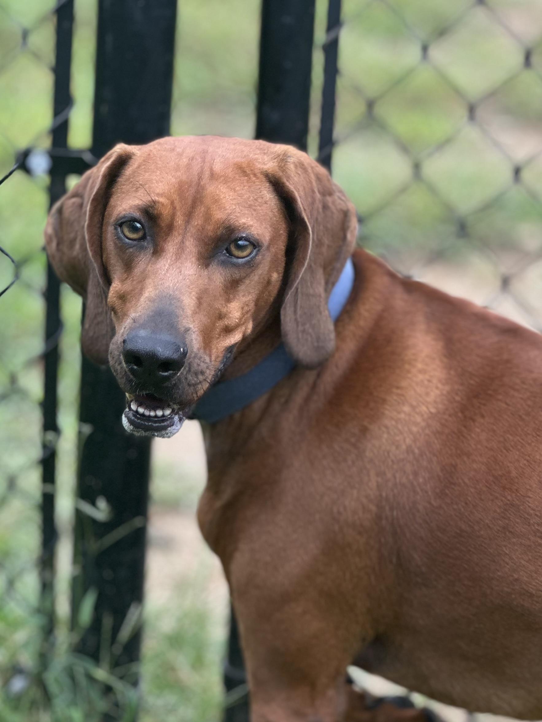 Enlarge Maggie, a ADOPTABLE mixed breed in Stafford, VA image 2/3