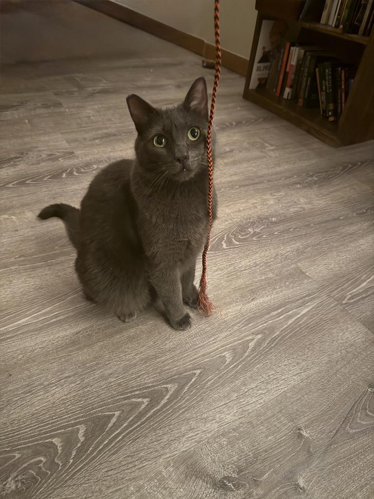 Ashley, Adoptable, Adult Female Domestic Short Hair.