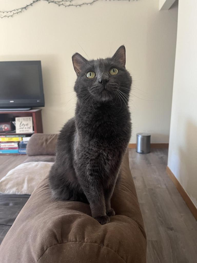 Enlarge Ashley, a Adoptable mixed breed in Pahrump, NV image 2/6