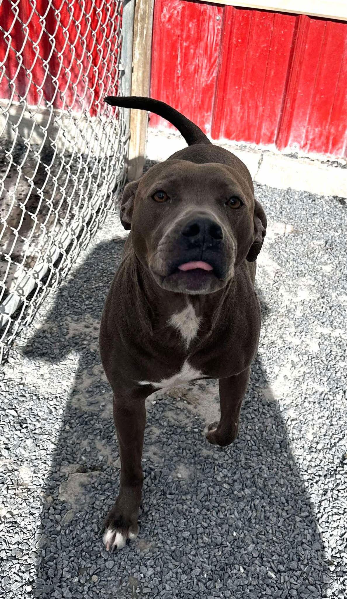 Winston, Adoptable, Young Male Pit Bull Terrier & Labrador Retriever.