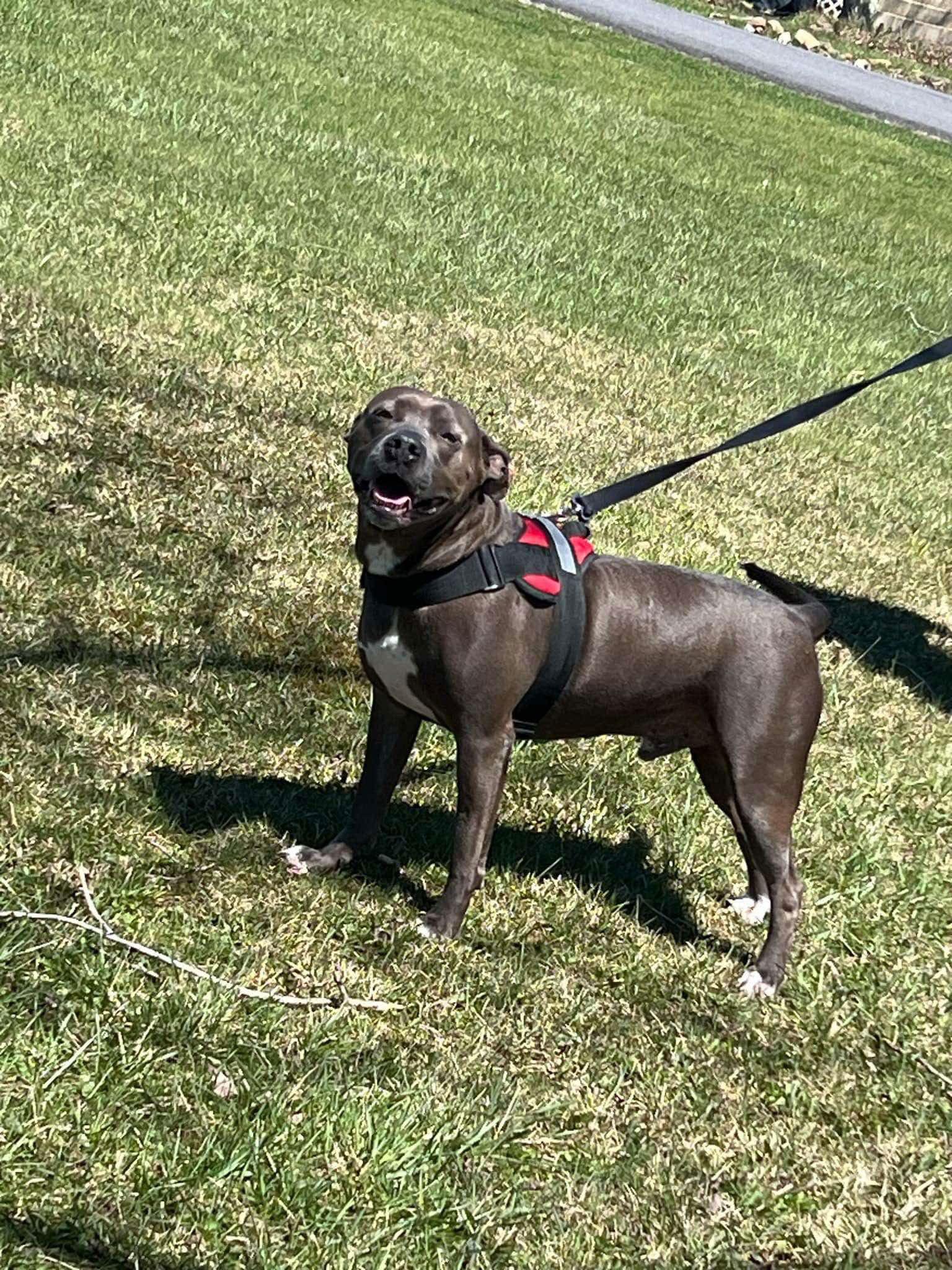 Enlarge Winston, a Adoptable mixed breed in Lewistown, PA image 2/3