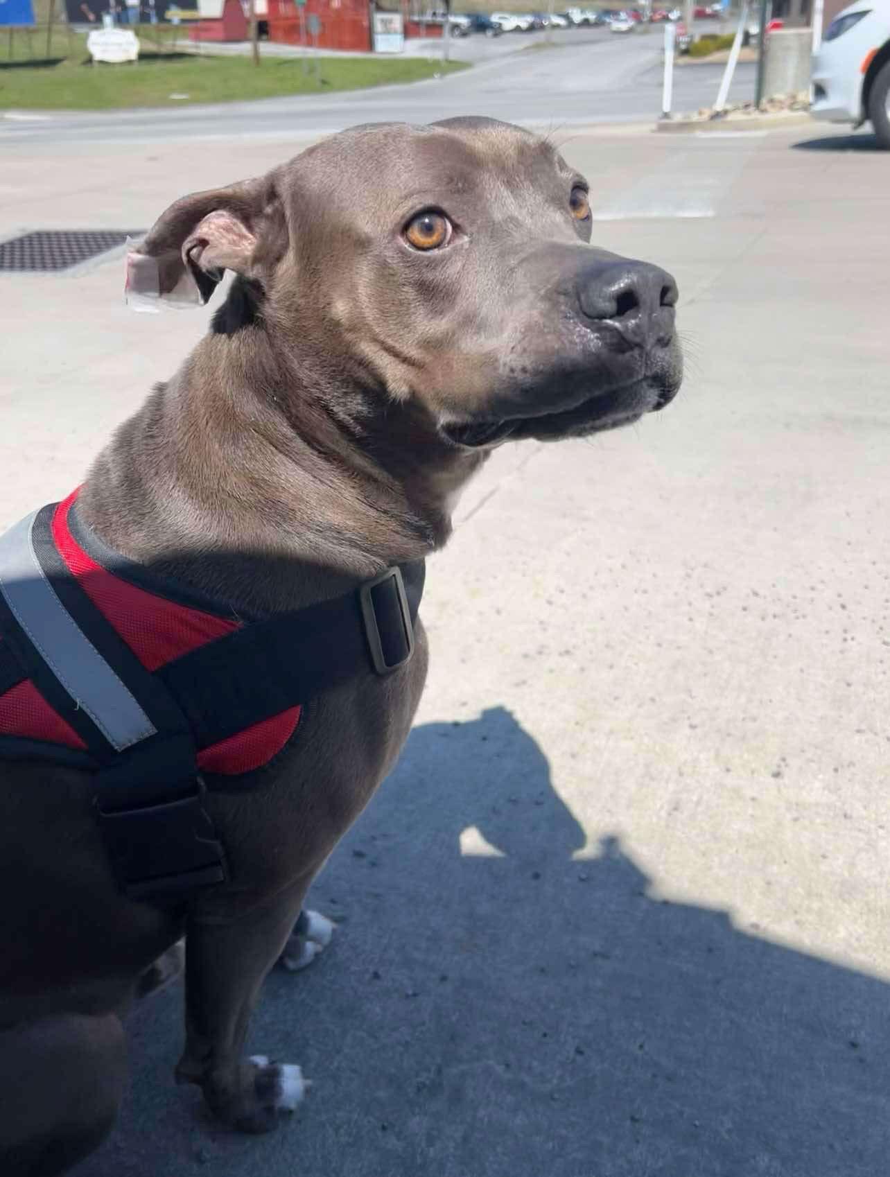 Enlarge Winston, a Adoptable mixed breed in Lewistown, PA image 3/3