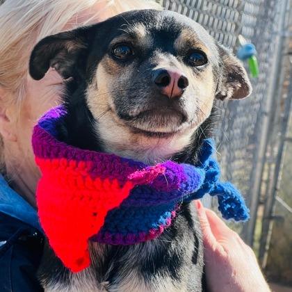 Enlarge Lorcan, a Adoptable mixed breed in Richmond, VA image 2/6