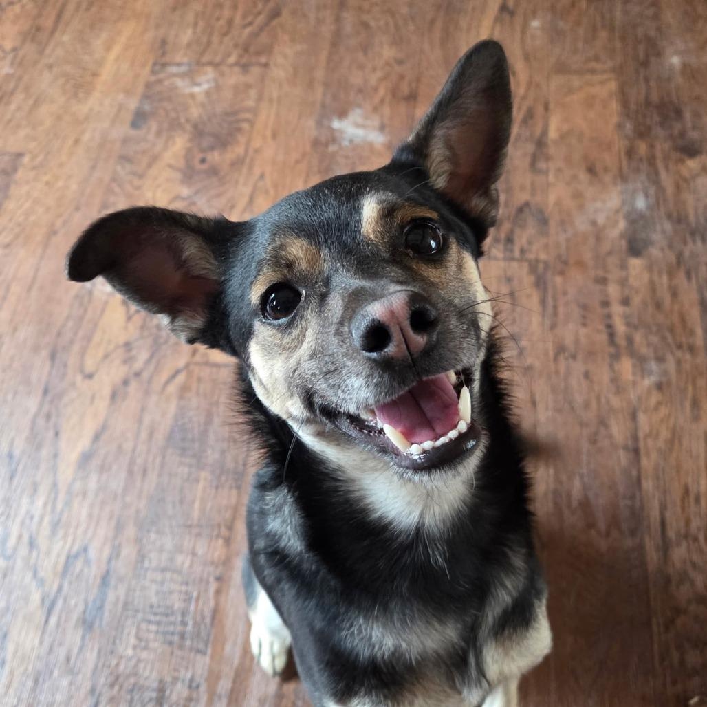 Enlarge Lorcan, a Adoptable mixed breed in Richmond, VA image 3/6