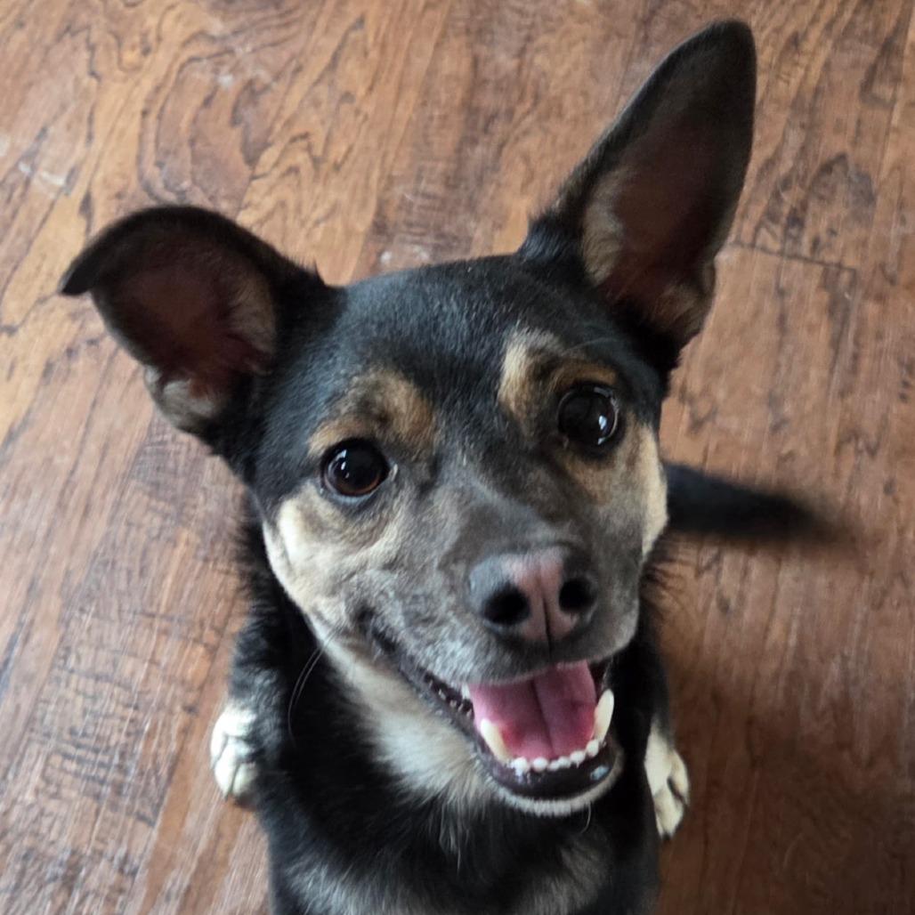 Enlarge Lorcan, a Adoptable mixed breed in Richmond, VA image 4/6