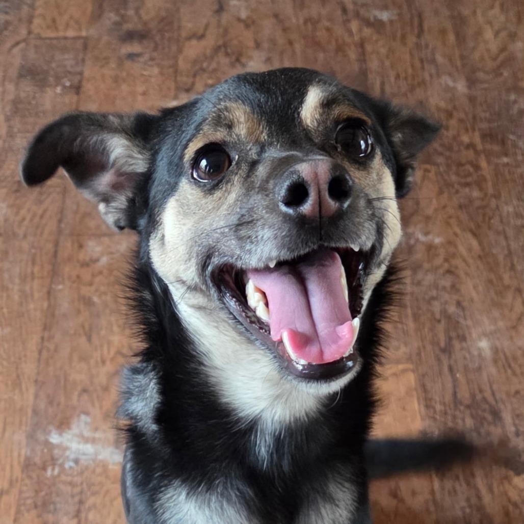 Enlarge Lorcan, a Adoptable mixed breed in Richmond, VA image 5/6