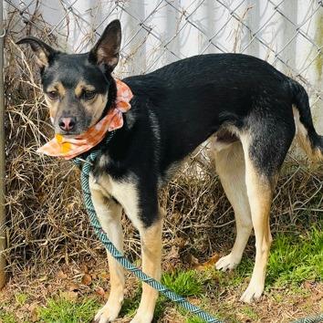 Enlarge Lorcan, a Adoptable mixed breed in Richmond, VA image 1/6