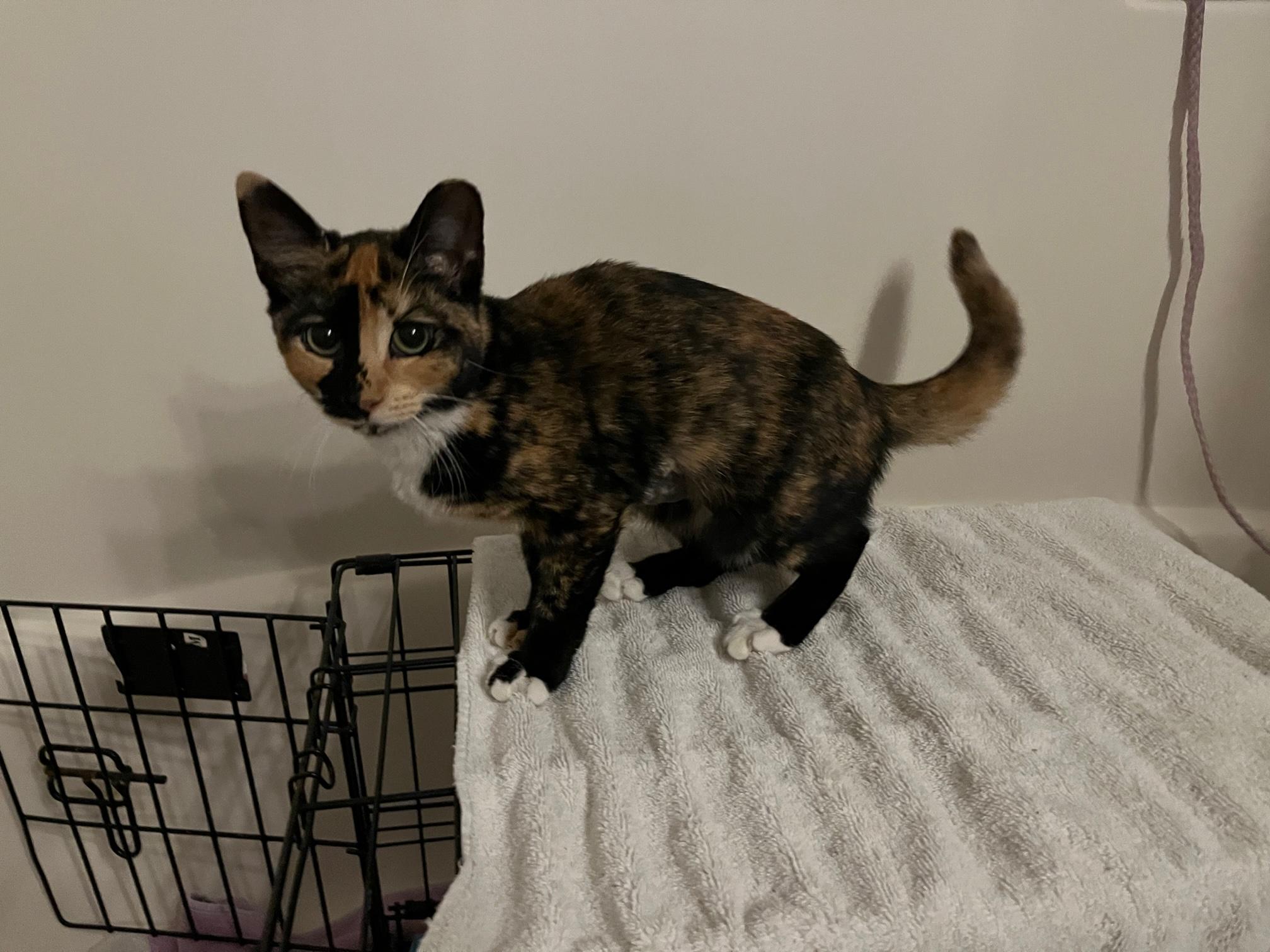 Cheron, a Adoptable Domestic Short Hair in Avon Park, FL image 5/5