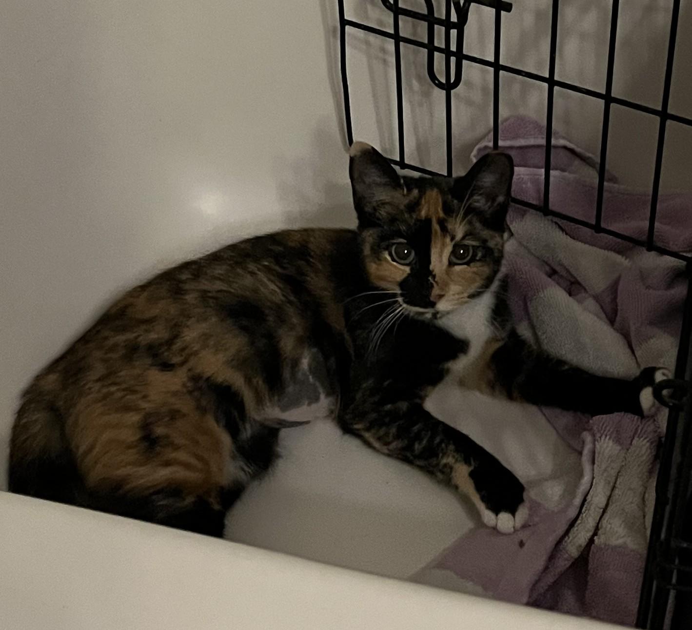 Cheron, a Adoptable Domestic Short Hair in Avon Park, FL image 3/5