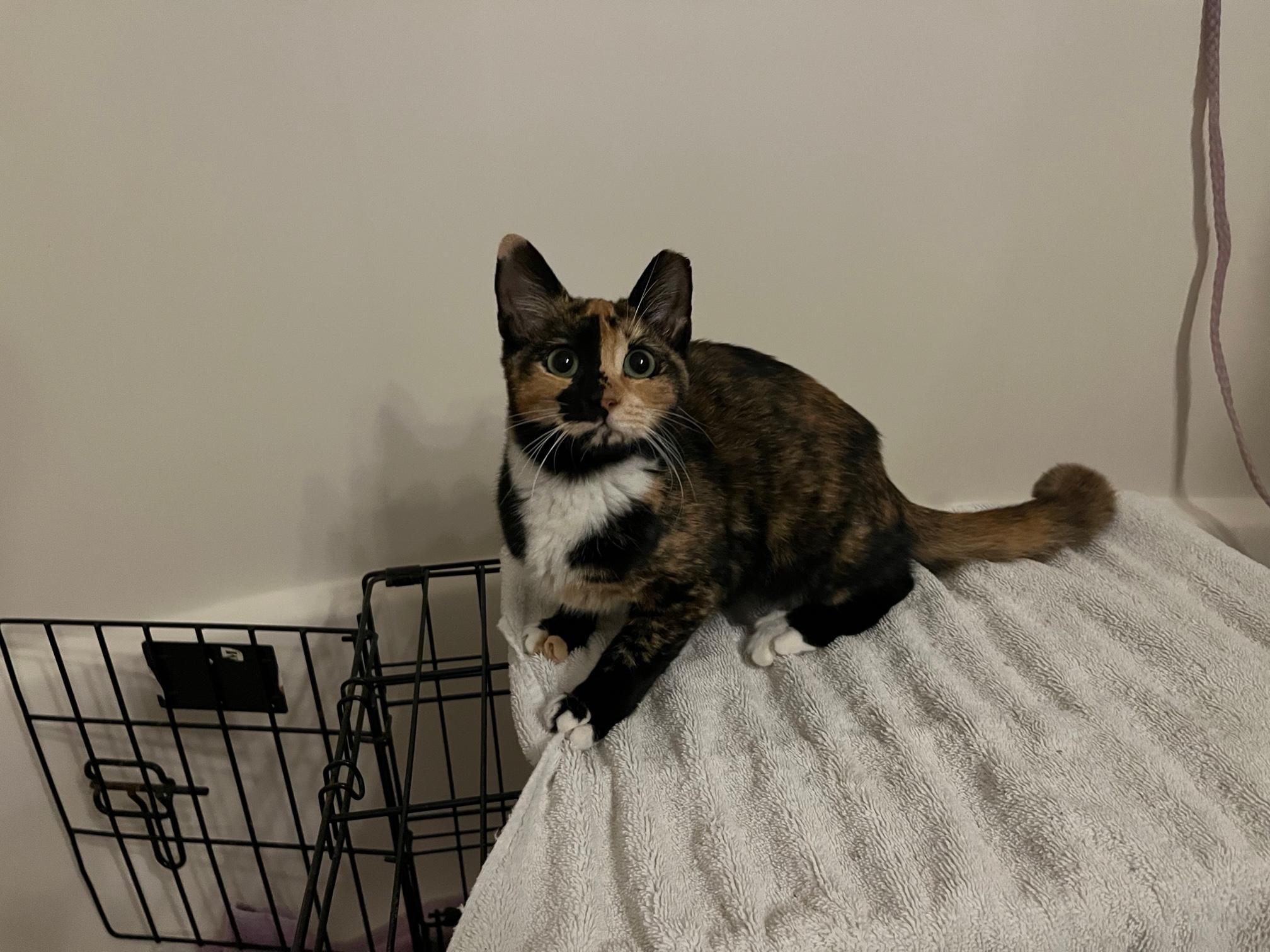 Cheron, a Adoptable Domestic Short Hair in Avon Park, FL image 2/5