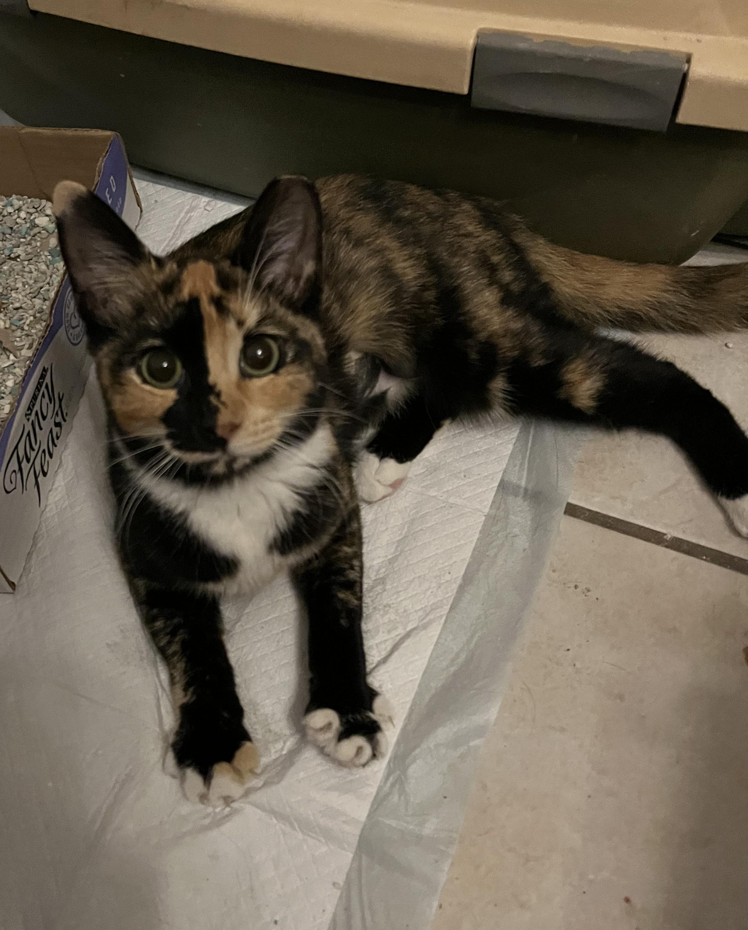 Cheron, a Adoptable Domestic Short Hair in Avon Park, FL image 1/5