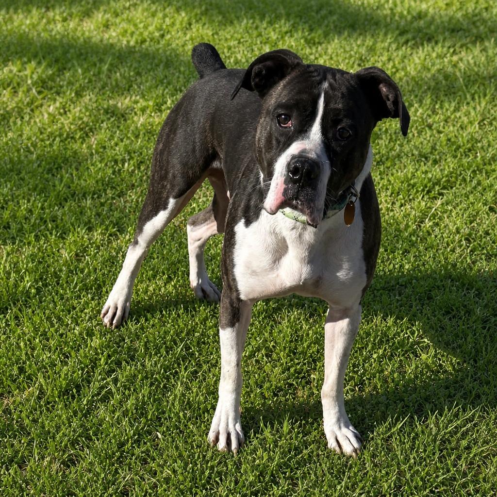 Enlarge Tigger, a Adoptable Boxer in Hot Springs, SD image 1/1