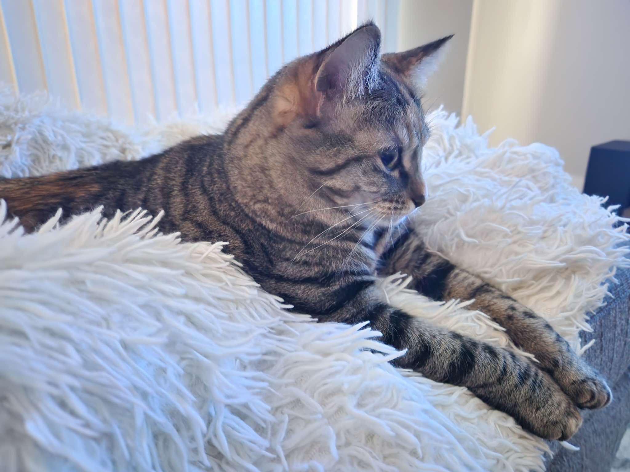 Enlarge Delilah, a Adopted Domestic Short Hair in largo, FL image 3/5