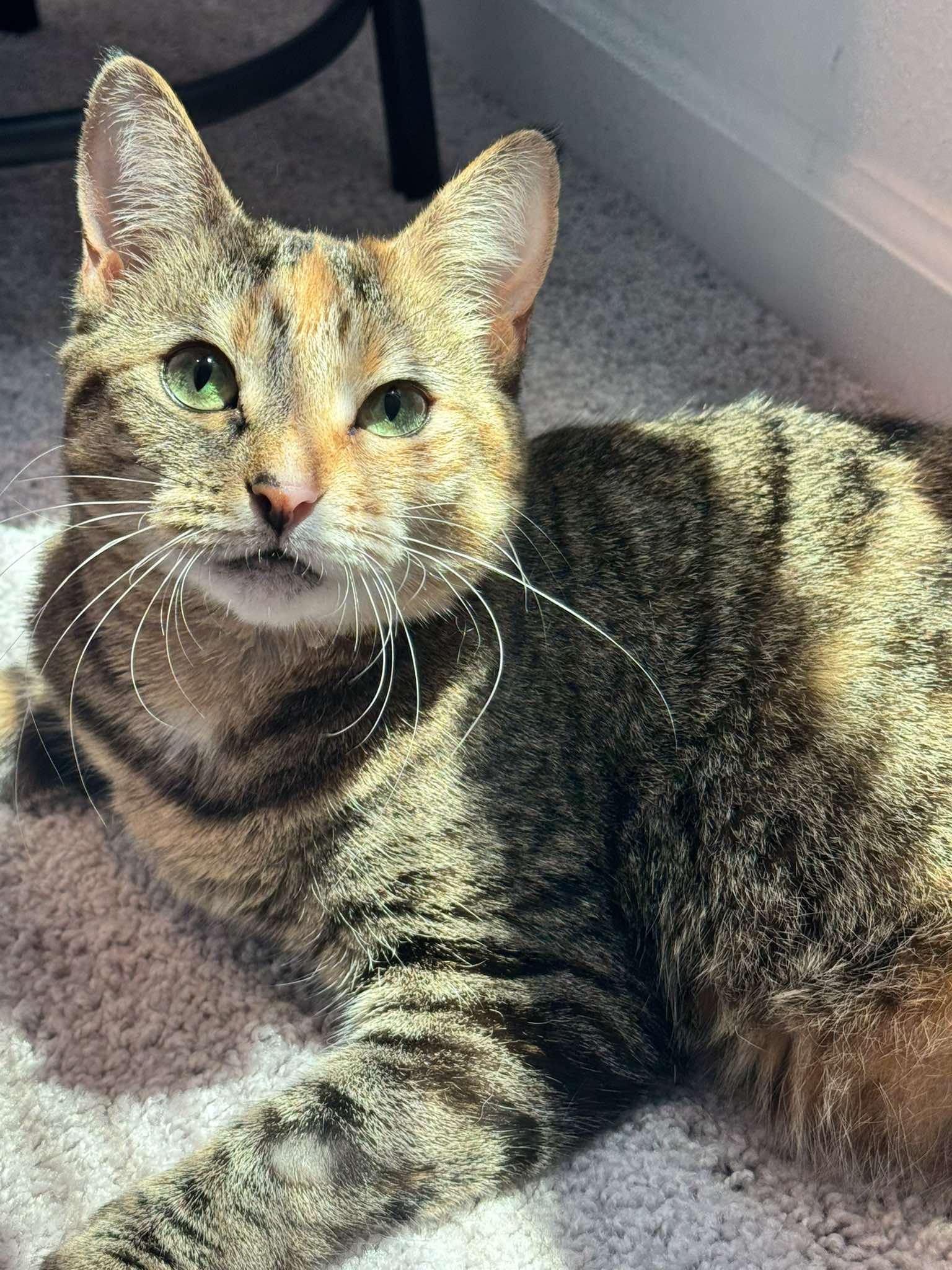 Delilah, Adopted, Adult Female Domestic Short Hair.