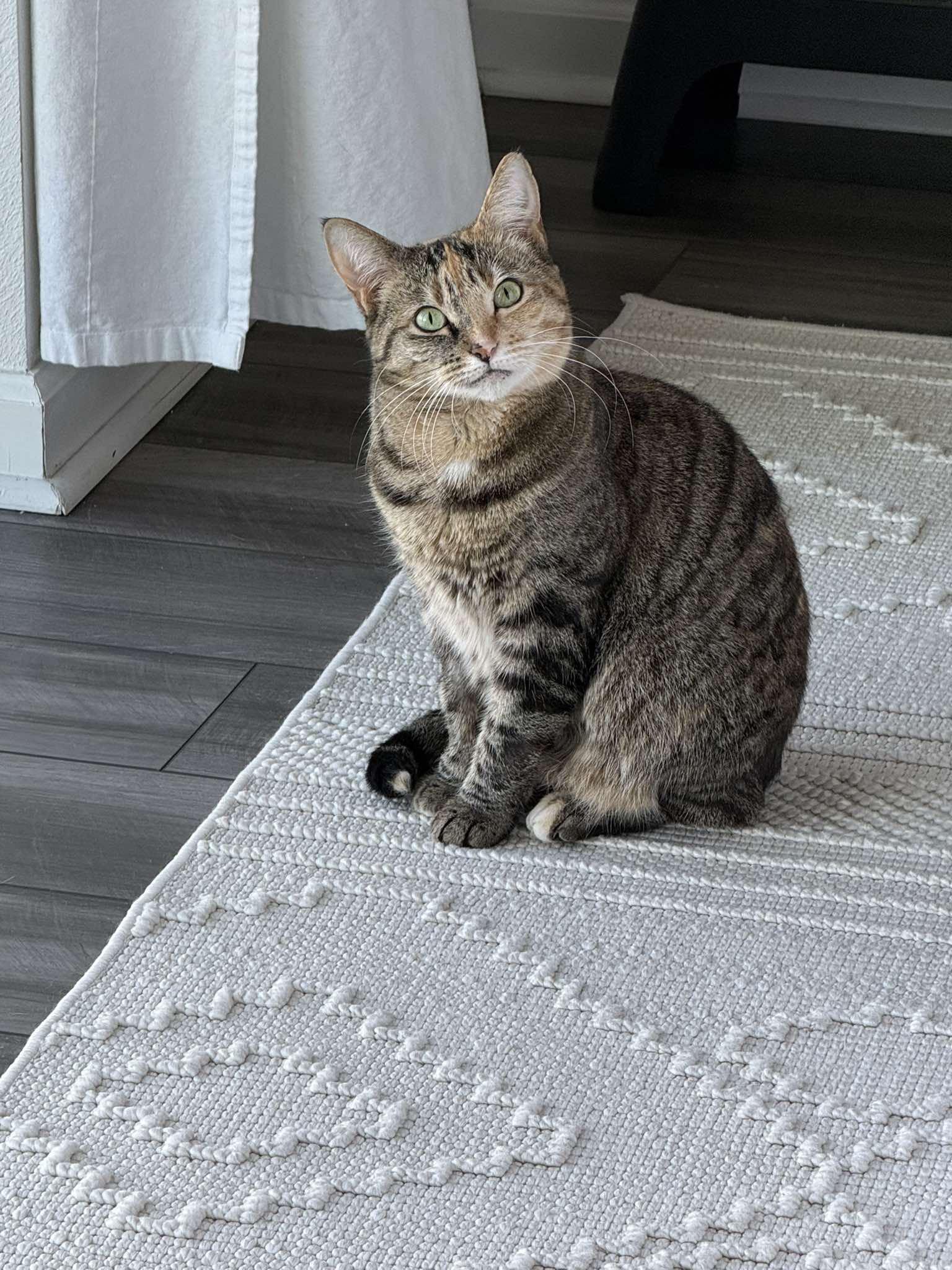 Enlarge Delilah, a Adopted Domestic Short Hair in largo, FL image 5/5