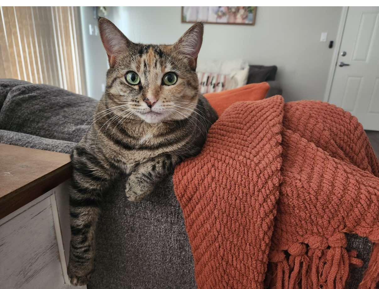 Enlarge Delilah, a Adopted Domestic Short Hair in largo, FL image 2/5