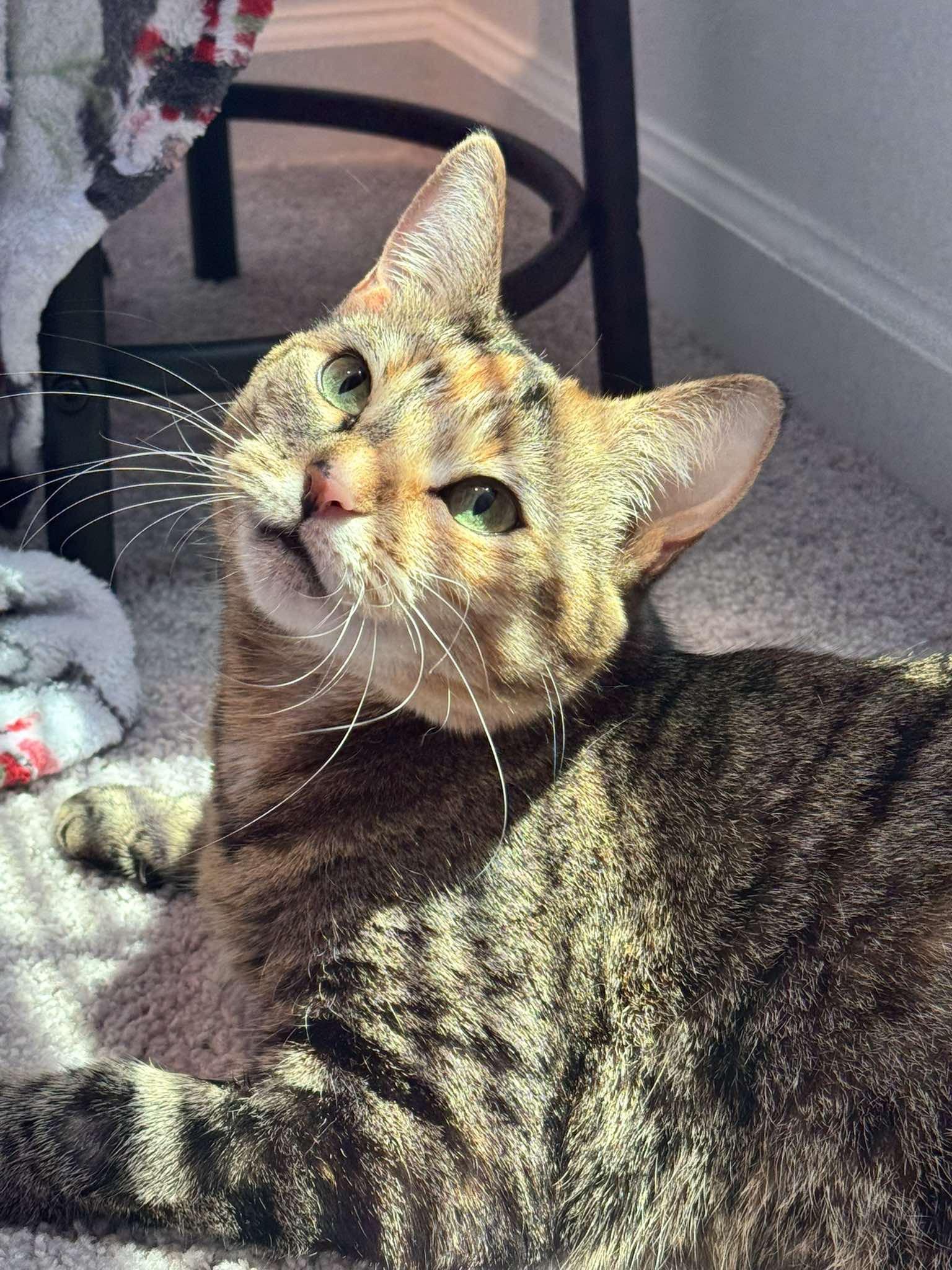 Enlarge Delilah, a Adopted Domestic Short Hair in largo, FL image 4/5
