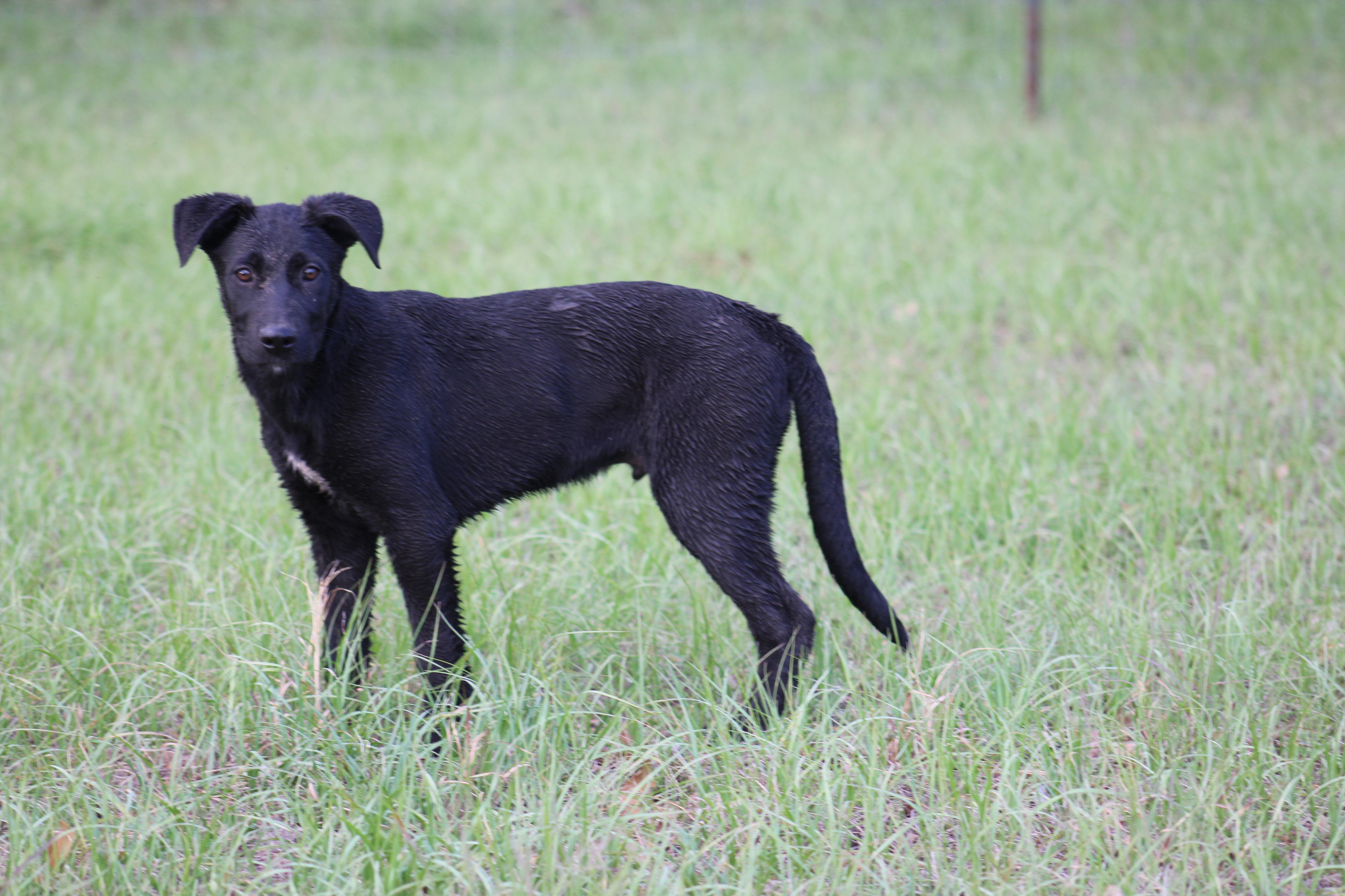 Cash, a ADOPTABLE mixed breed in Jesup, GA image 4/5