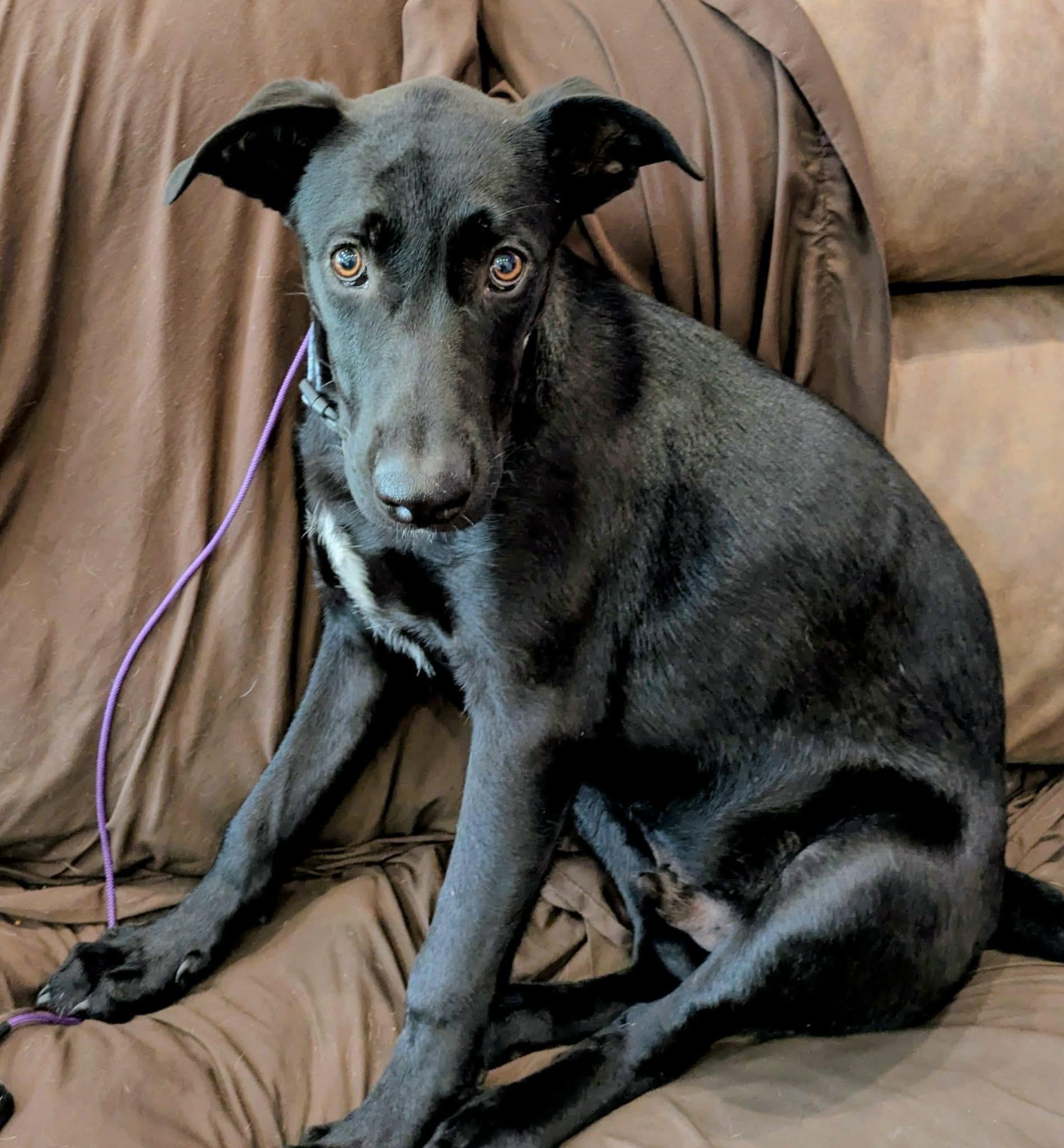 Cash, ADOPTABLE, Puppy Male German Shepherd Dog & Labrador Retriever.