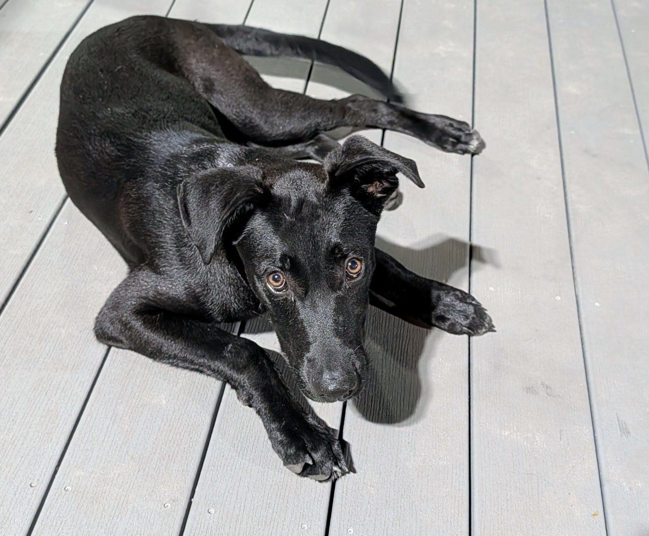 Cash, ADOPTABLE, Puppy Male German Shepherd Dog & Labrador Retriever.