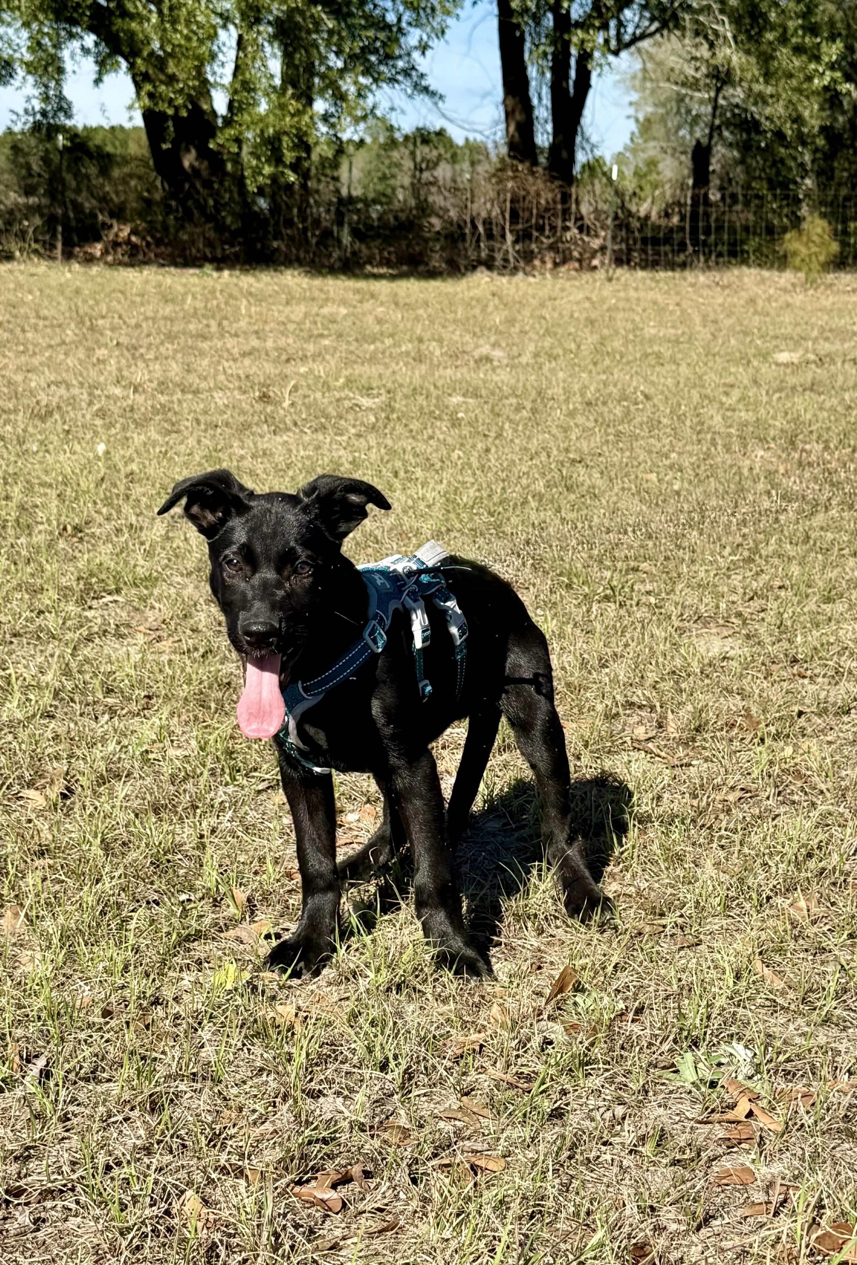 Cash, a ADOPTABLE mixed breed in Jesup, GA image 5/5