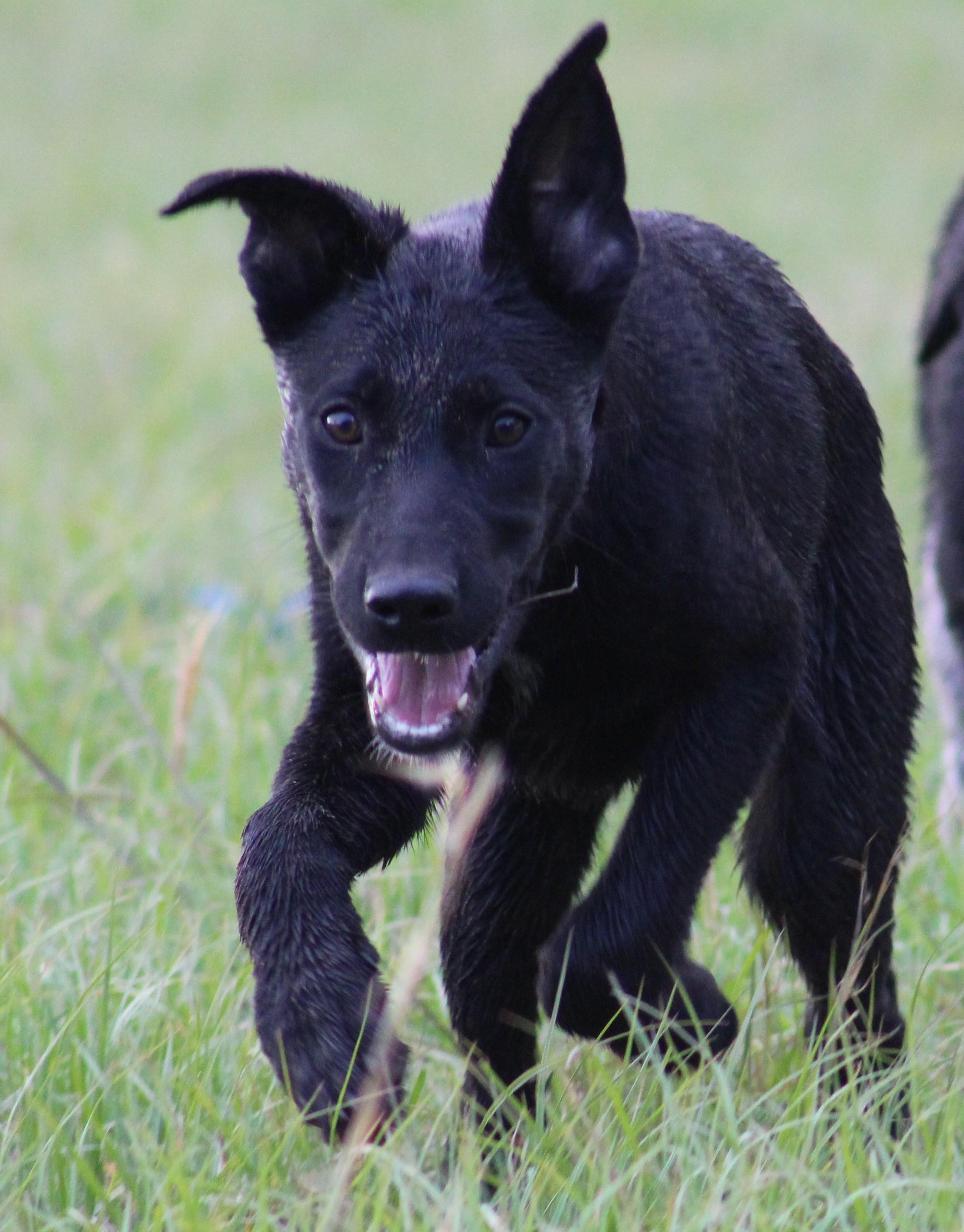 Cash, ADOPTABLE, Puppy Male German Shepherd Dog & Labrador Retriever.