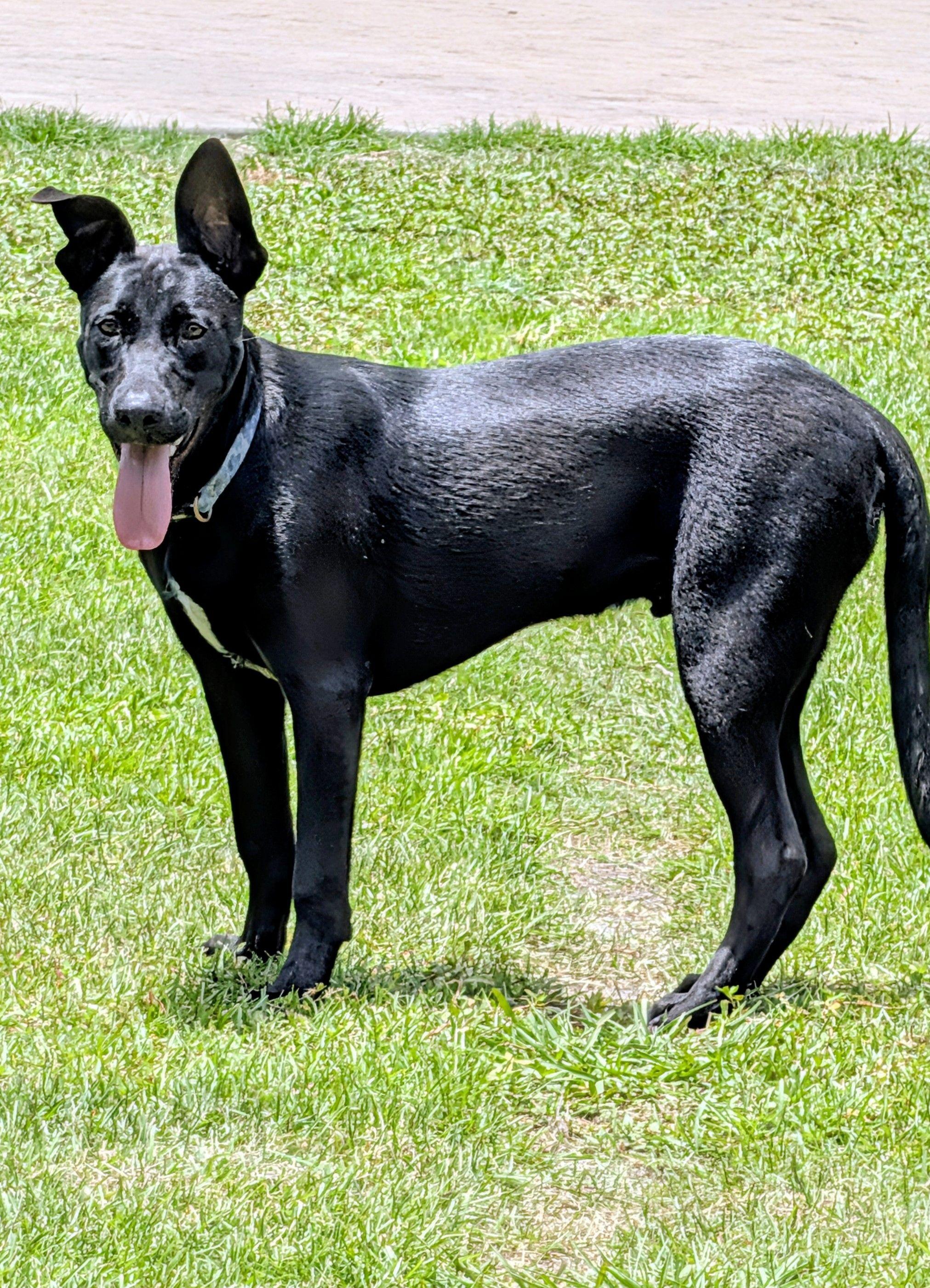 Cash, a ADOPTABLE mixed breed in Jesup, GA image 1/5