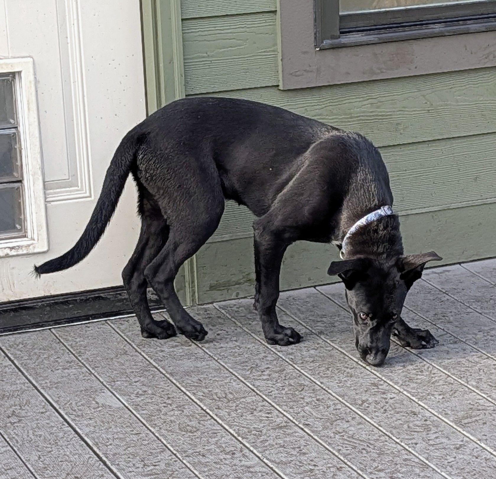 Enlarge Cash, a ADOPTABLE mixed breed in Jesup, GA image 2/5
