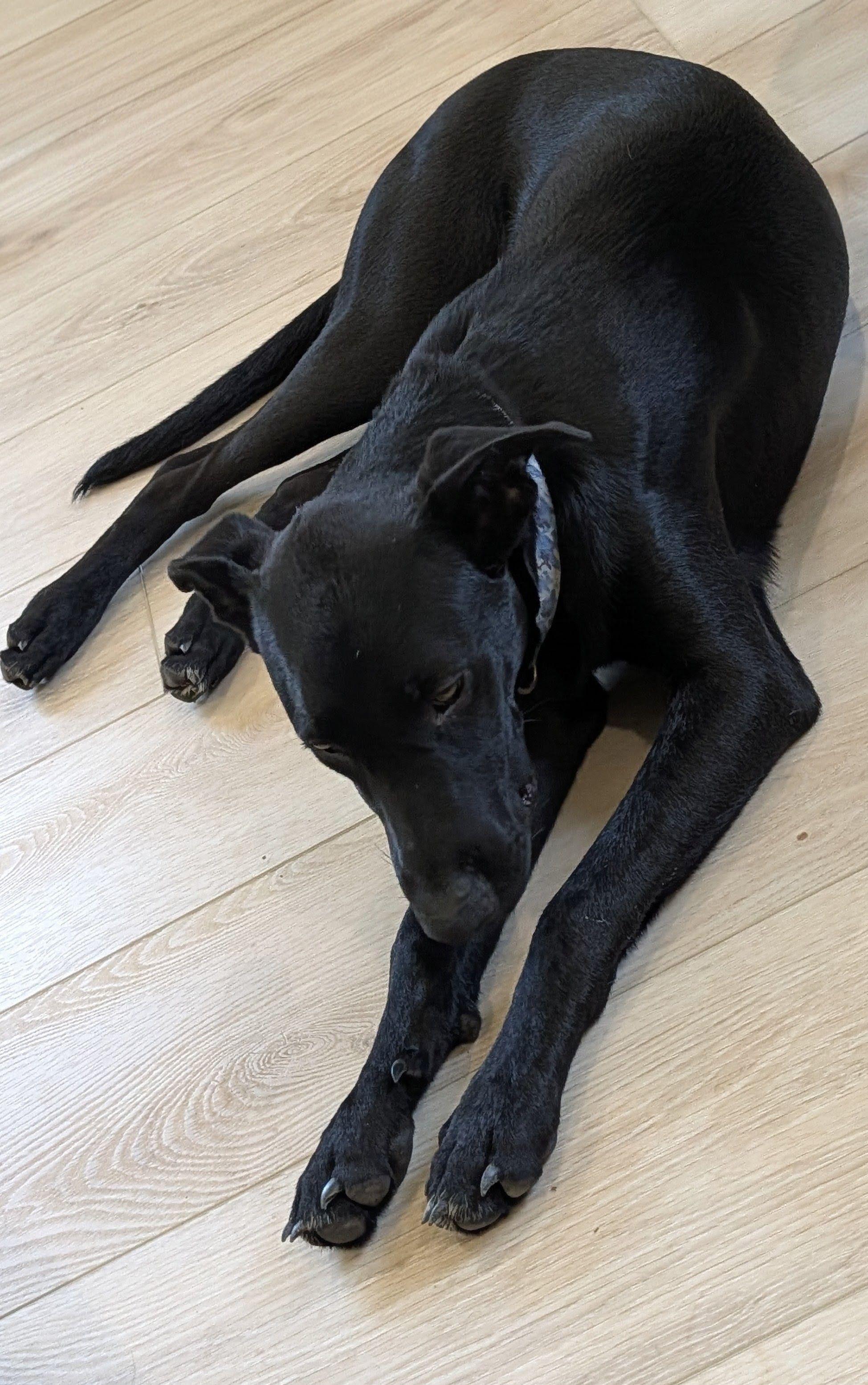 Cash, a ADOPTABLE mixed breed in Jesup, GA image 2/5