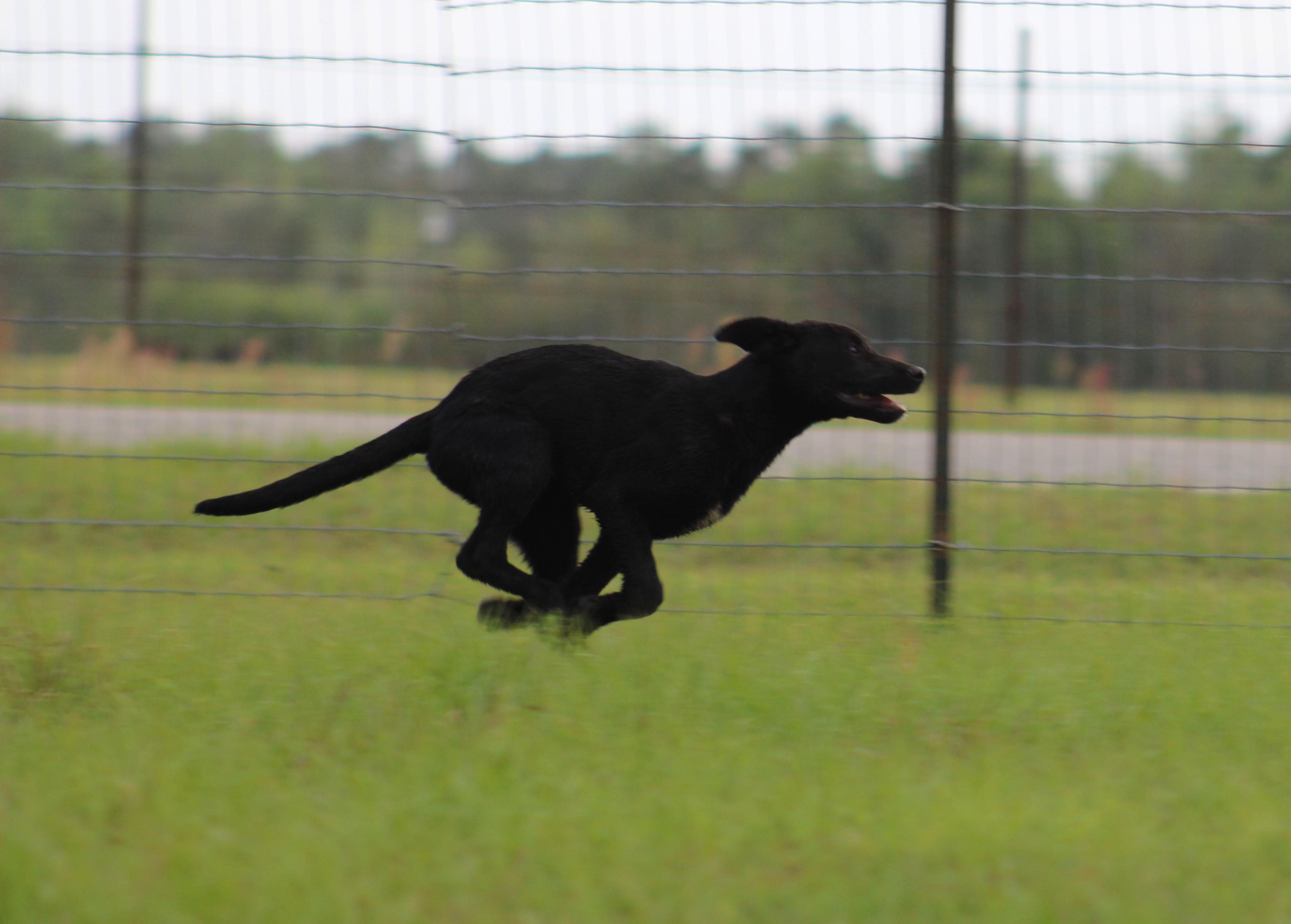 Cash, a ADOPTABLE mixed breed in Jesup, GA image 3/5