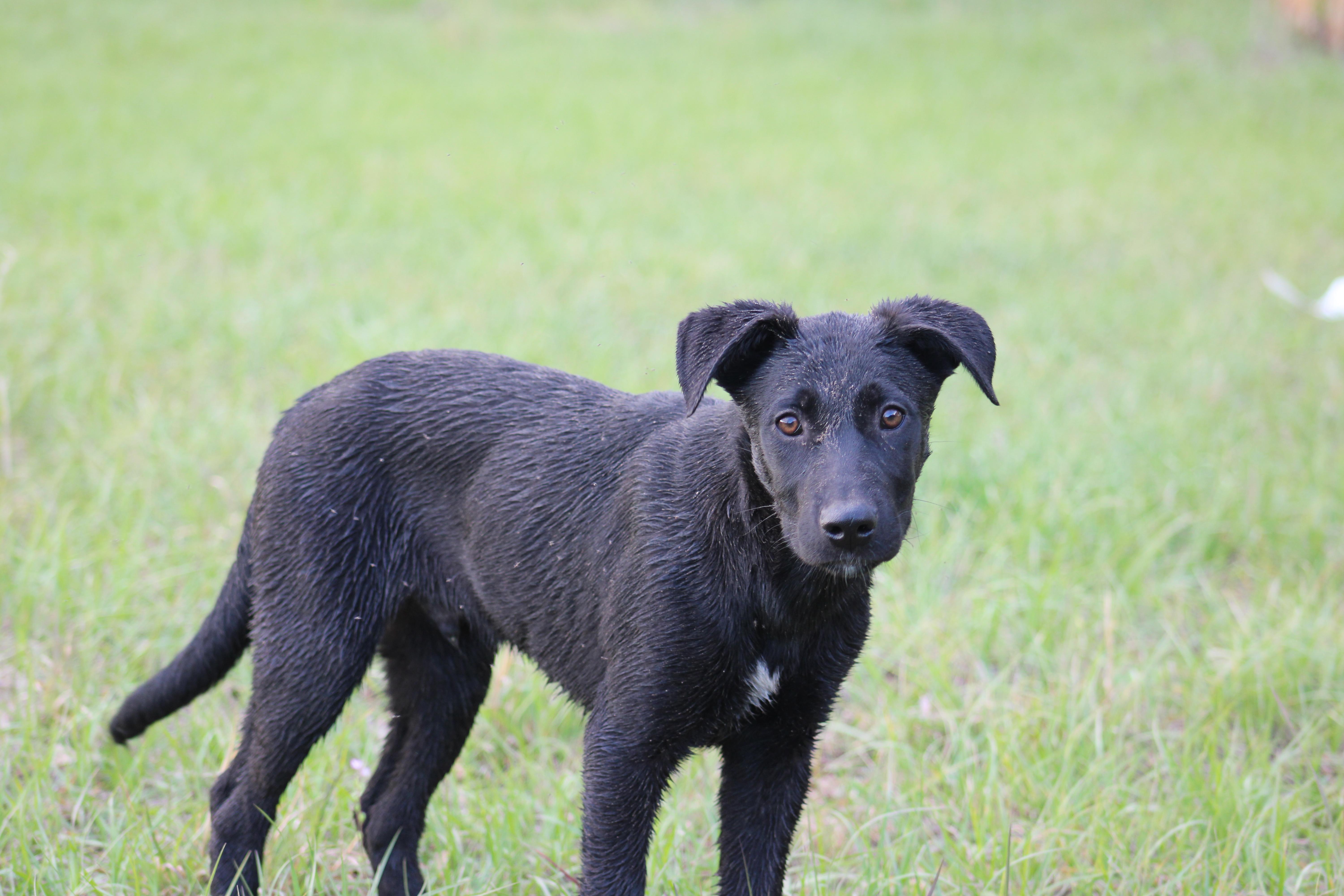 Cash, a ADOPTABLE mixed breed in Jesup, GA image 2/5