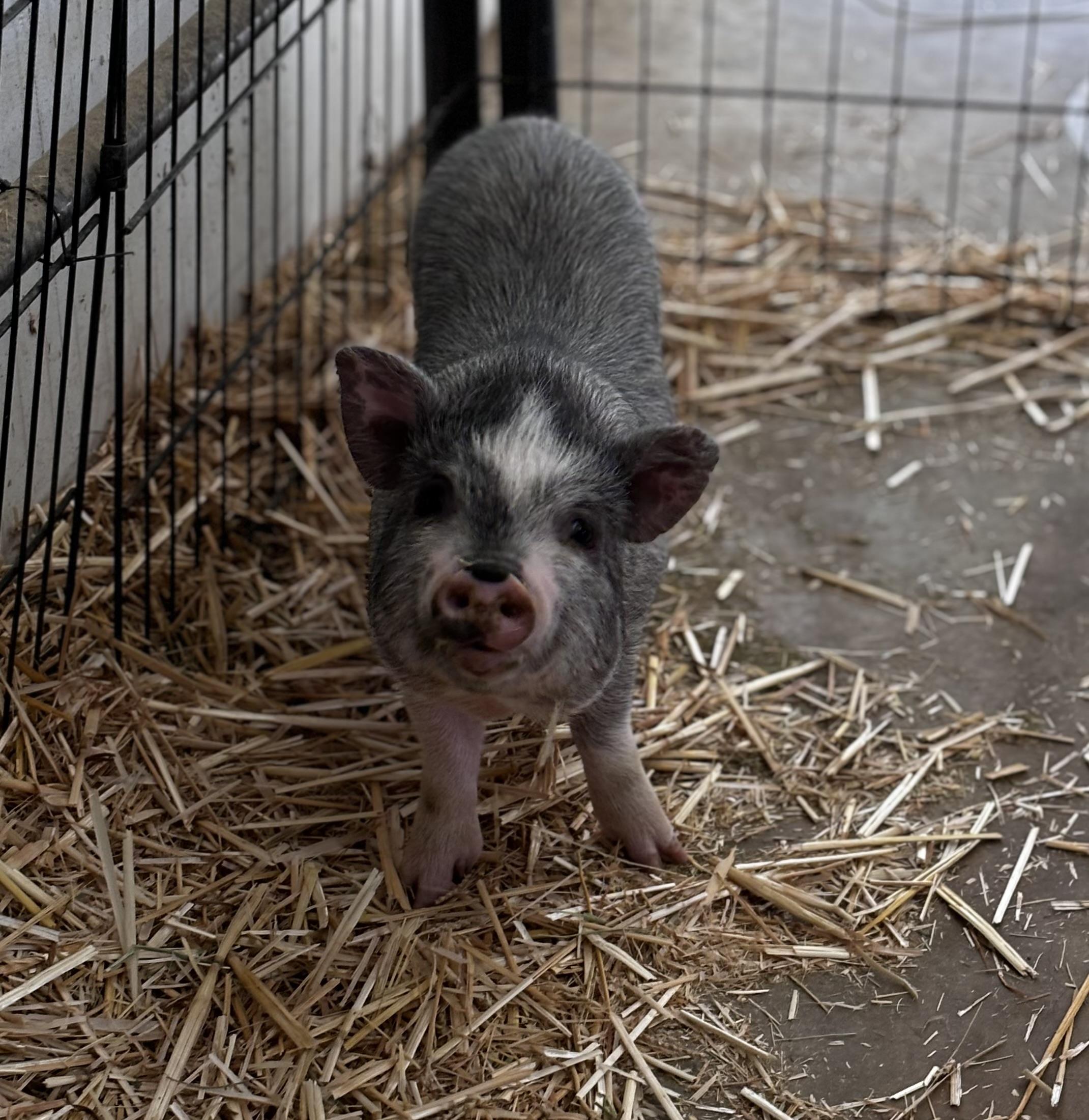 Enlarge Patrick, a Adoptable mixed breed in Helendale, CA image 1/1