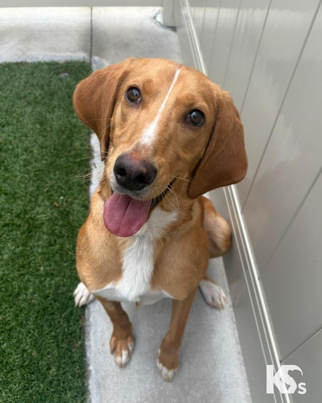 Mouse, an adoptable mixed breed in Ponte Vedra, FL image 1/5