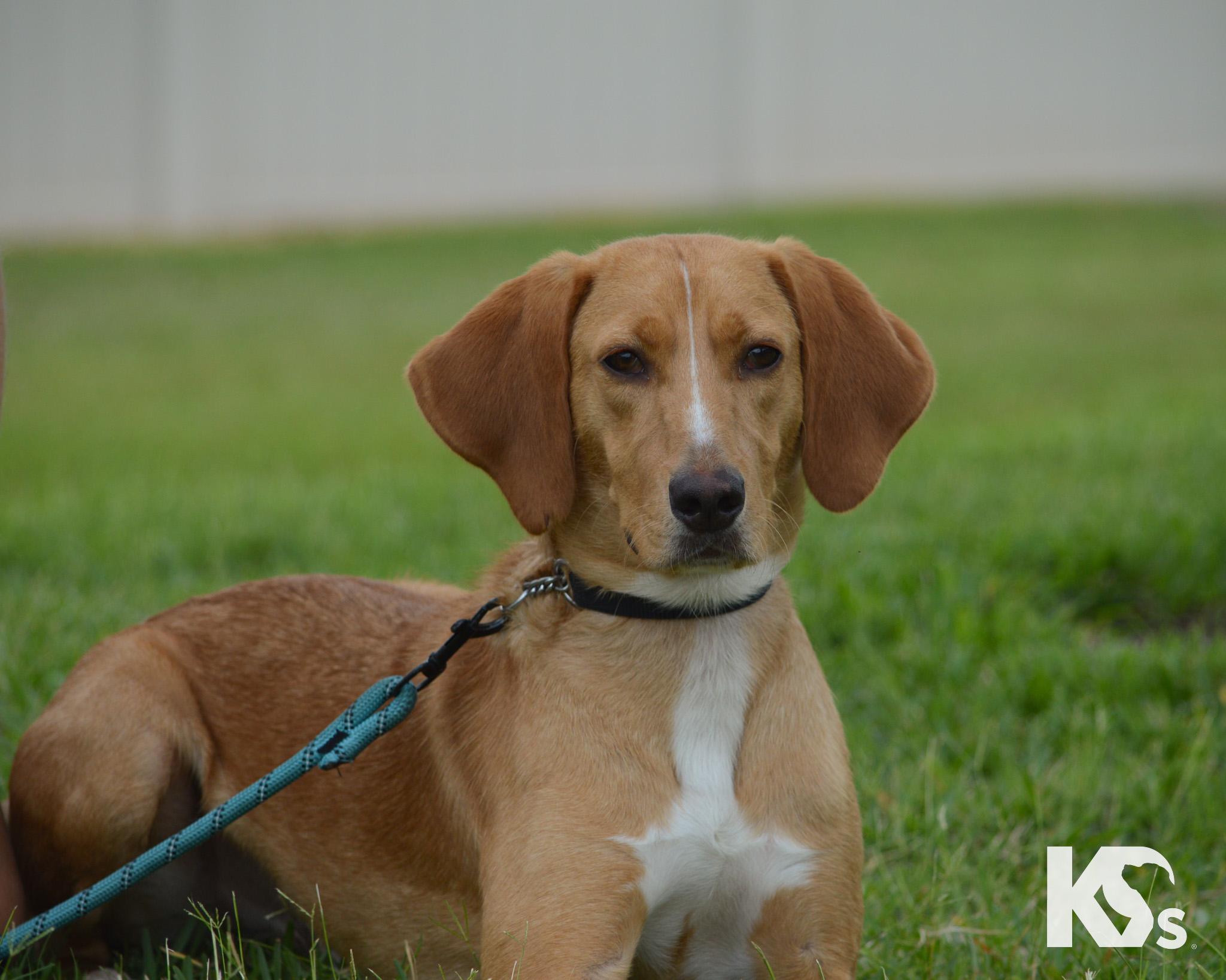 Mouse, an adoptable mixed breed in Ponte Vedra, FL image 4/5