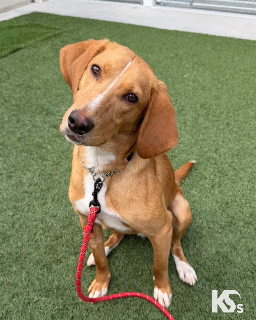Mouse, an adoptable mixed breed in Ponte Vedra, FL image 5/5