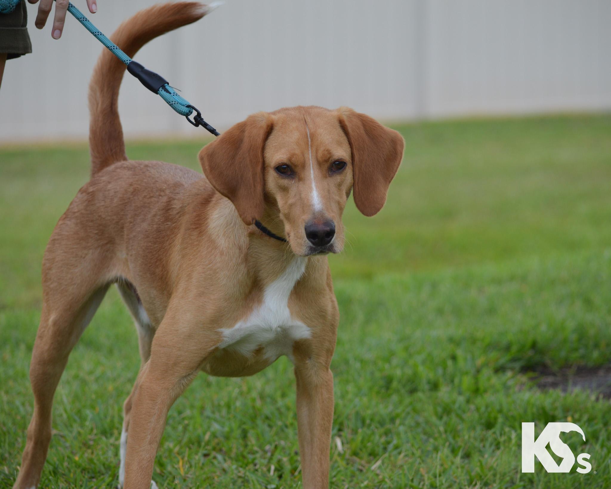 Mouse, an adoptable mixed breed in Ponte Vedra, FL image 3/5