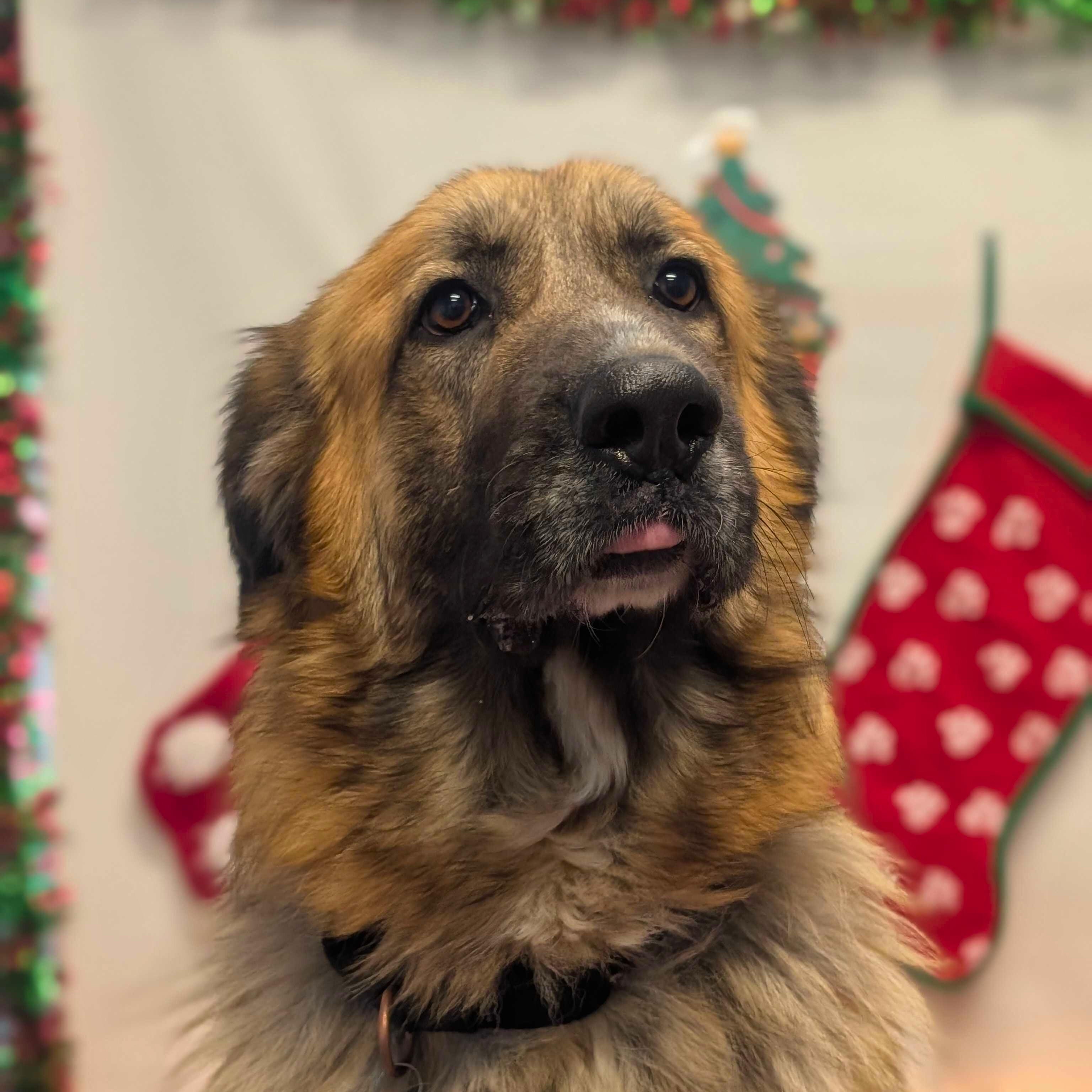 Osa, a Adoptable mixed breed in Ridgway, CO image 1/6