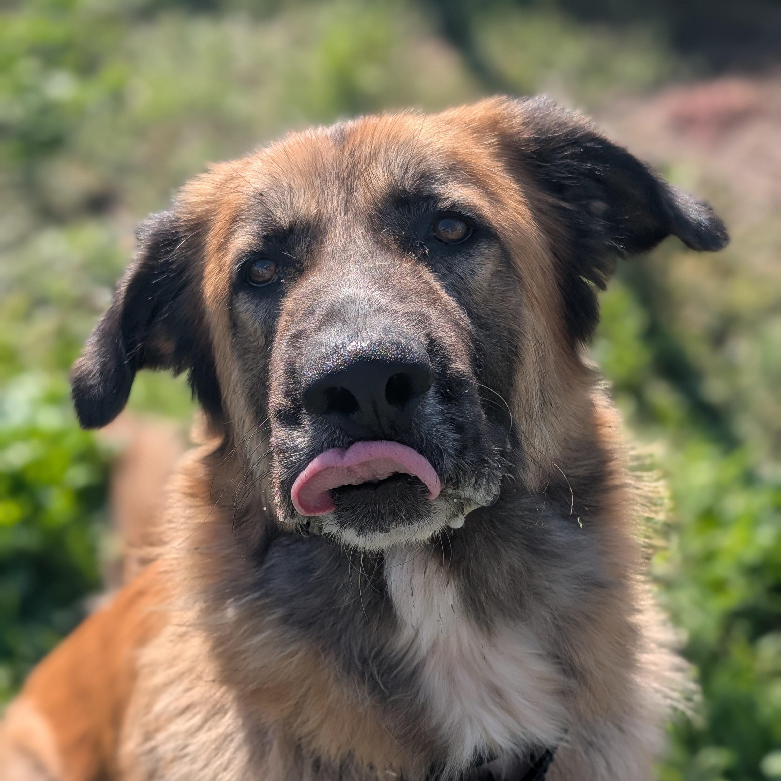 Osa, a Adoptable mixed breed in Ridgway, CO image 3/6