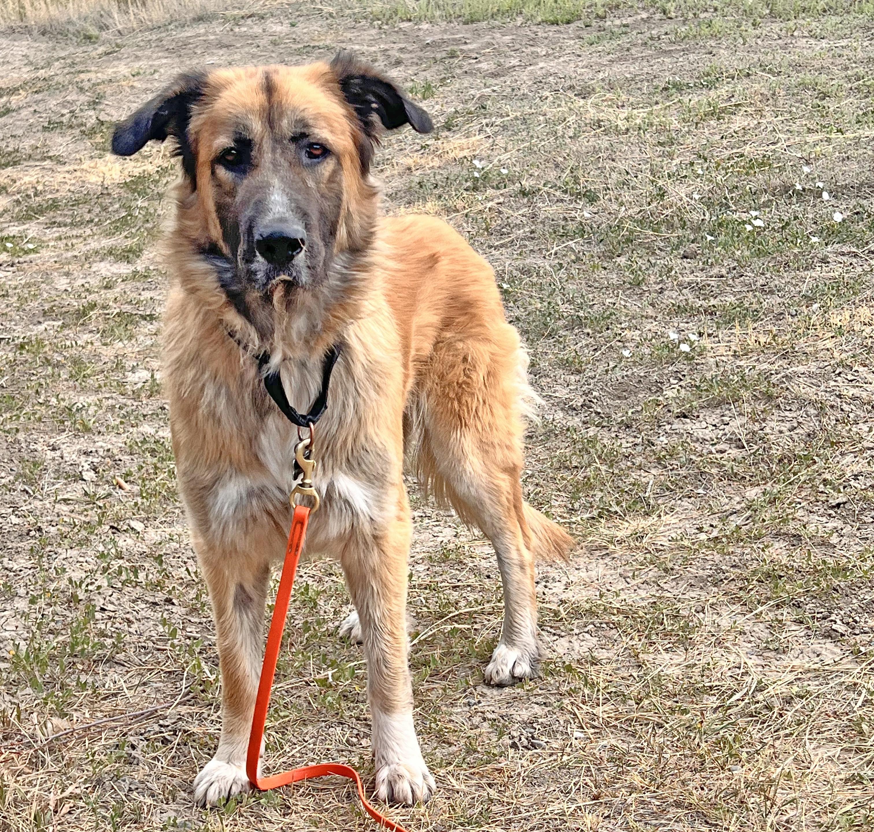 Osa, a Adoptable mixed breed in Ridgway, CO image 5/6