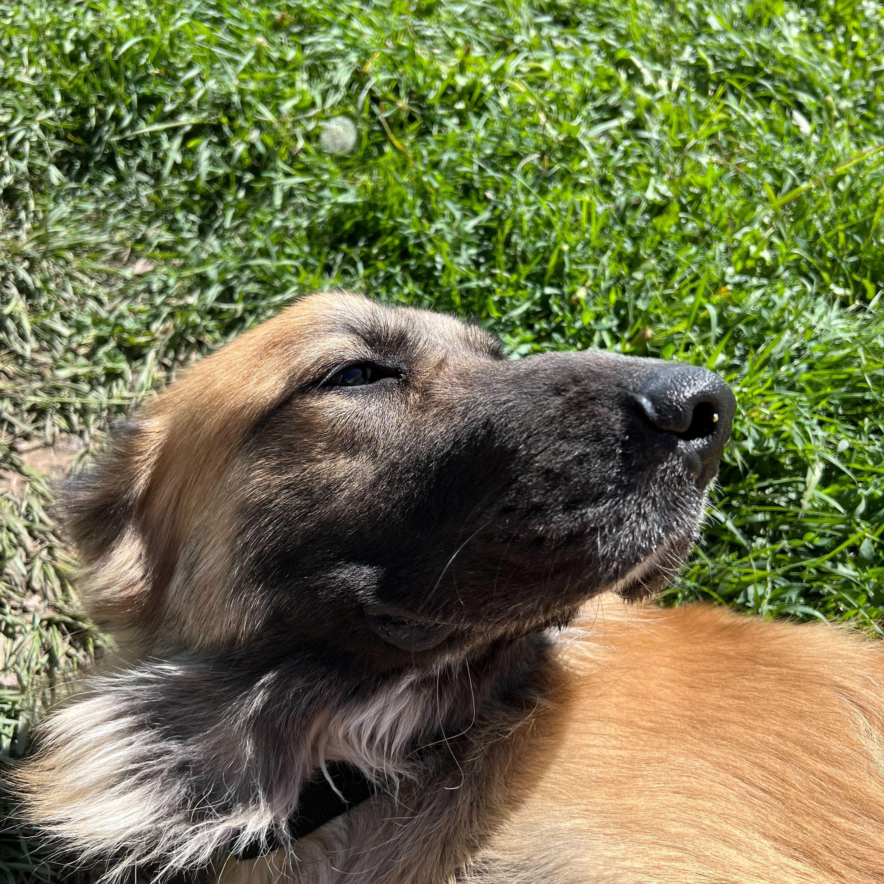 Osa, a Adoptable mixed breed in Ridgway, CO image 6/6