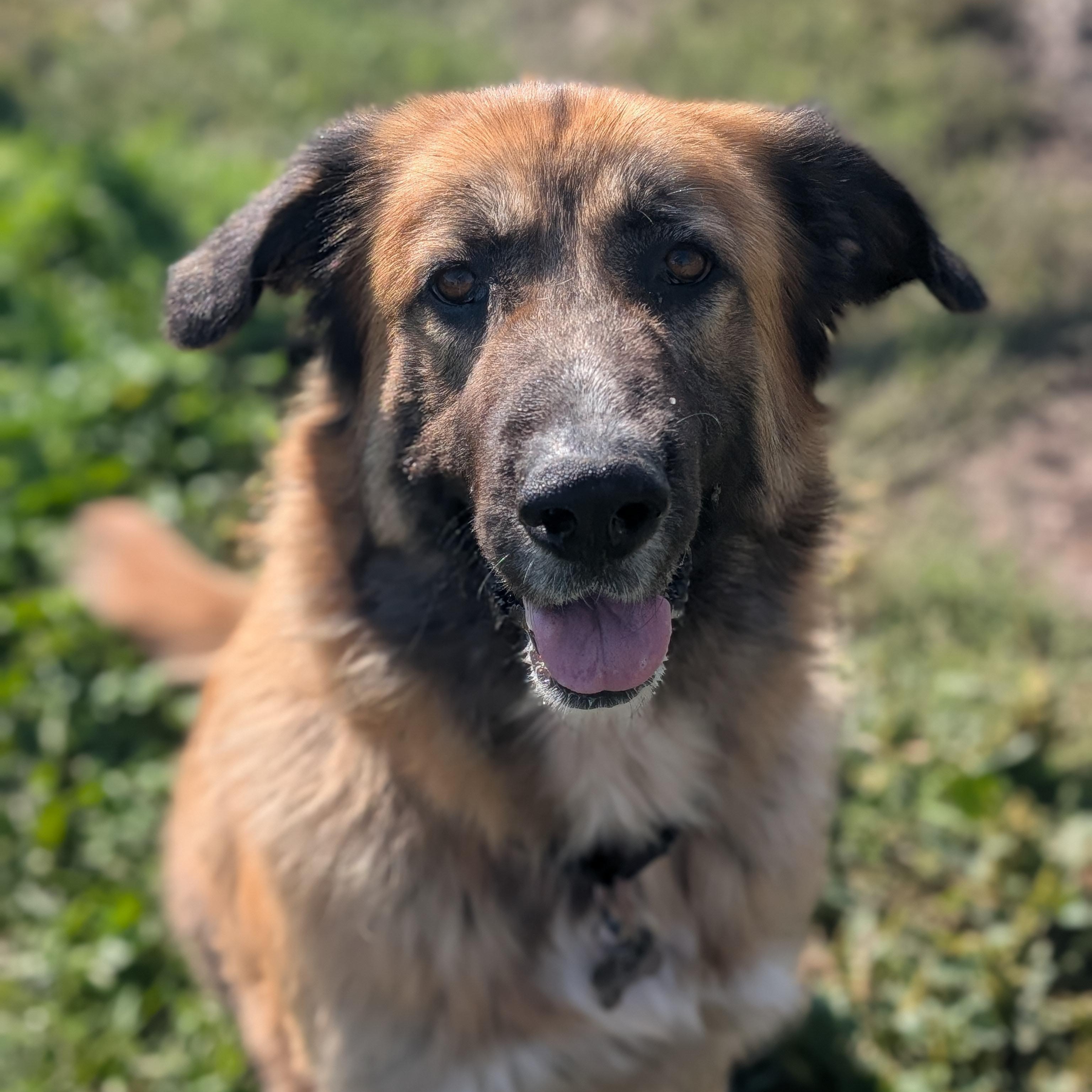 Enlarge Osa, a Adoptable mixed breed in Ridgway, CO image 5/6