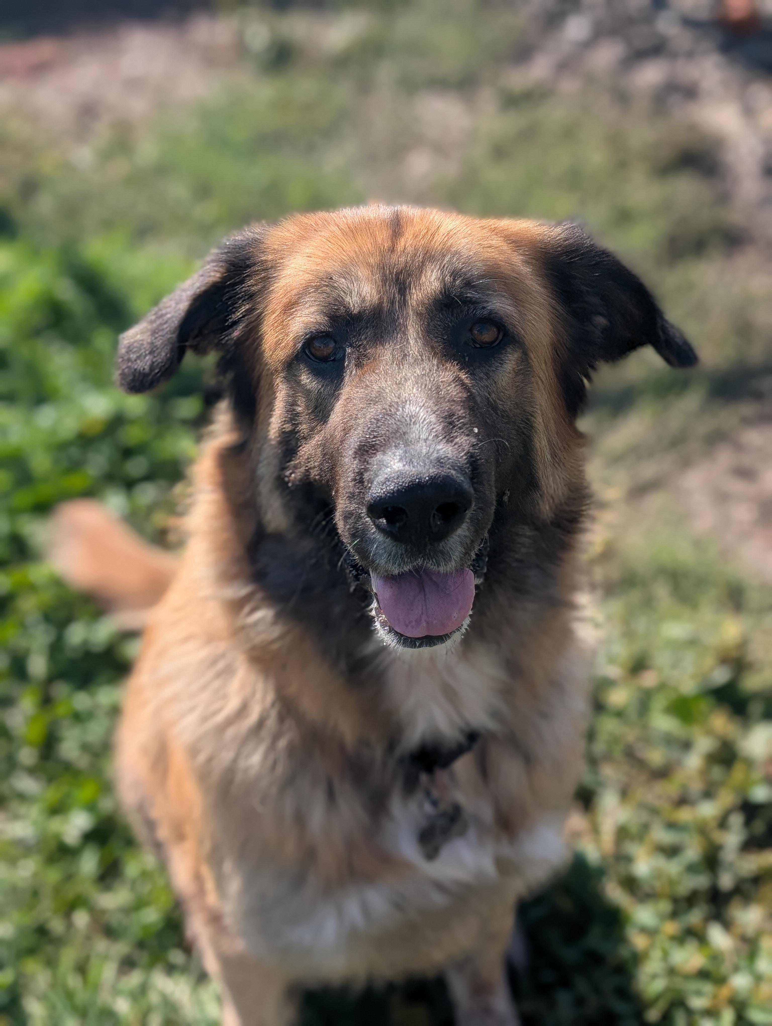 Osa, a Adoptable mixed breed in Ridgway, CO image 2/6