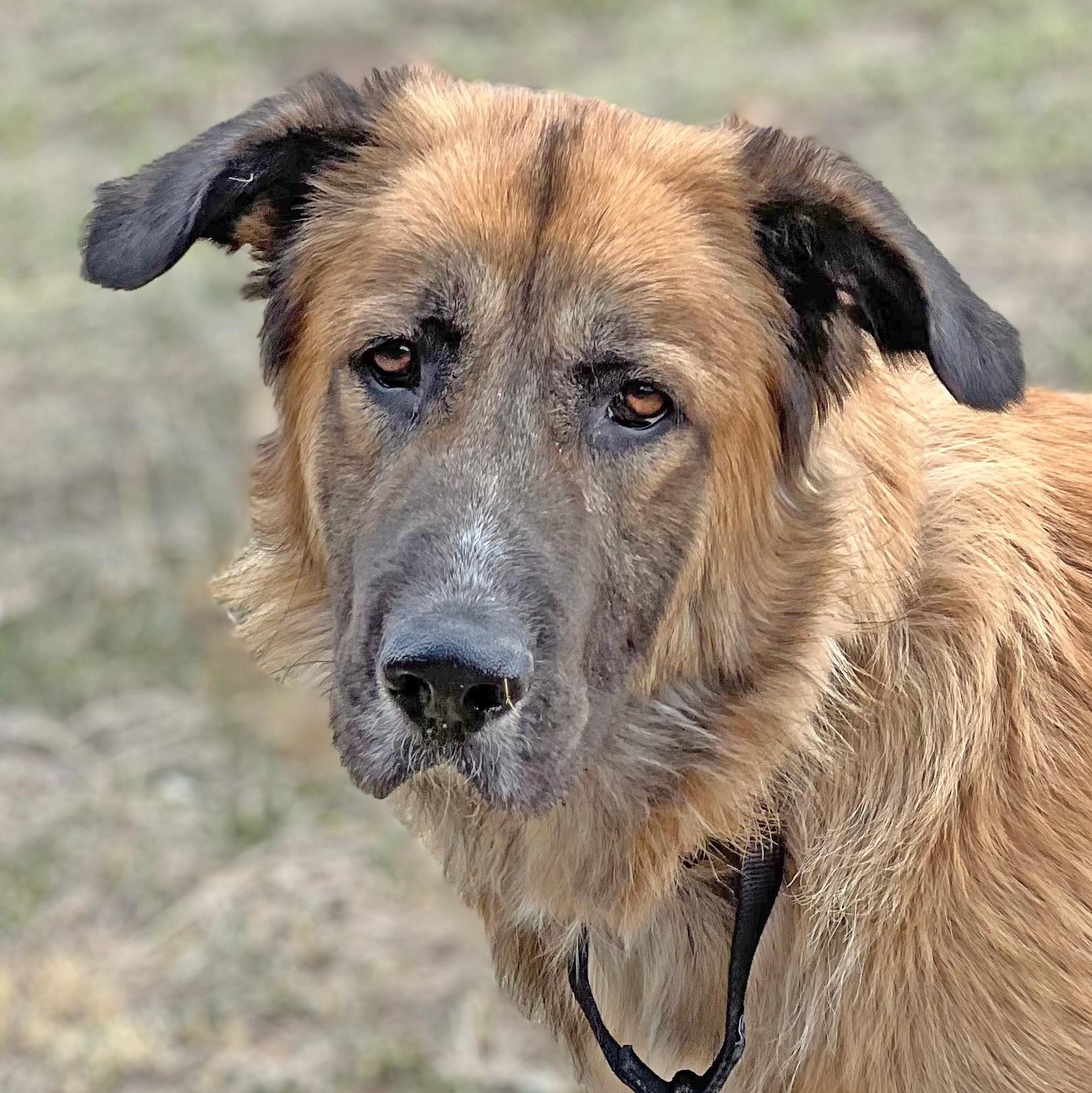 Osa, a Adoptable mixed breed in Ridgway, CO image 4/6