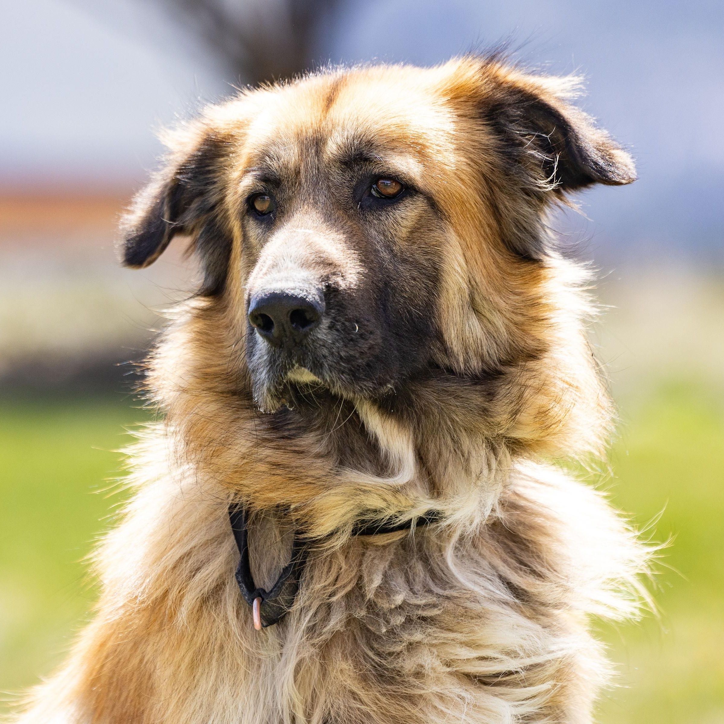 Enlarge Osa, a Adoptable mixed breed in Ridgway, CO image 1/6