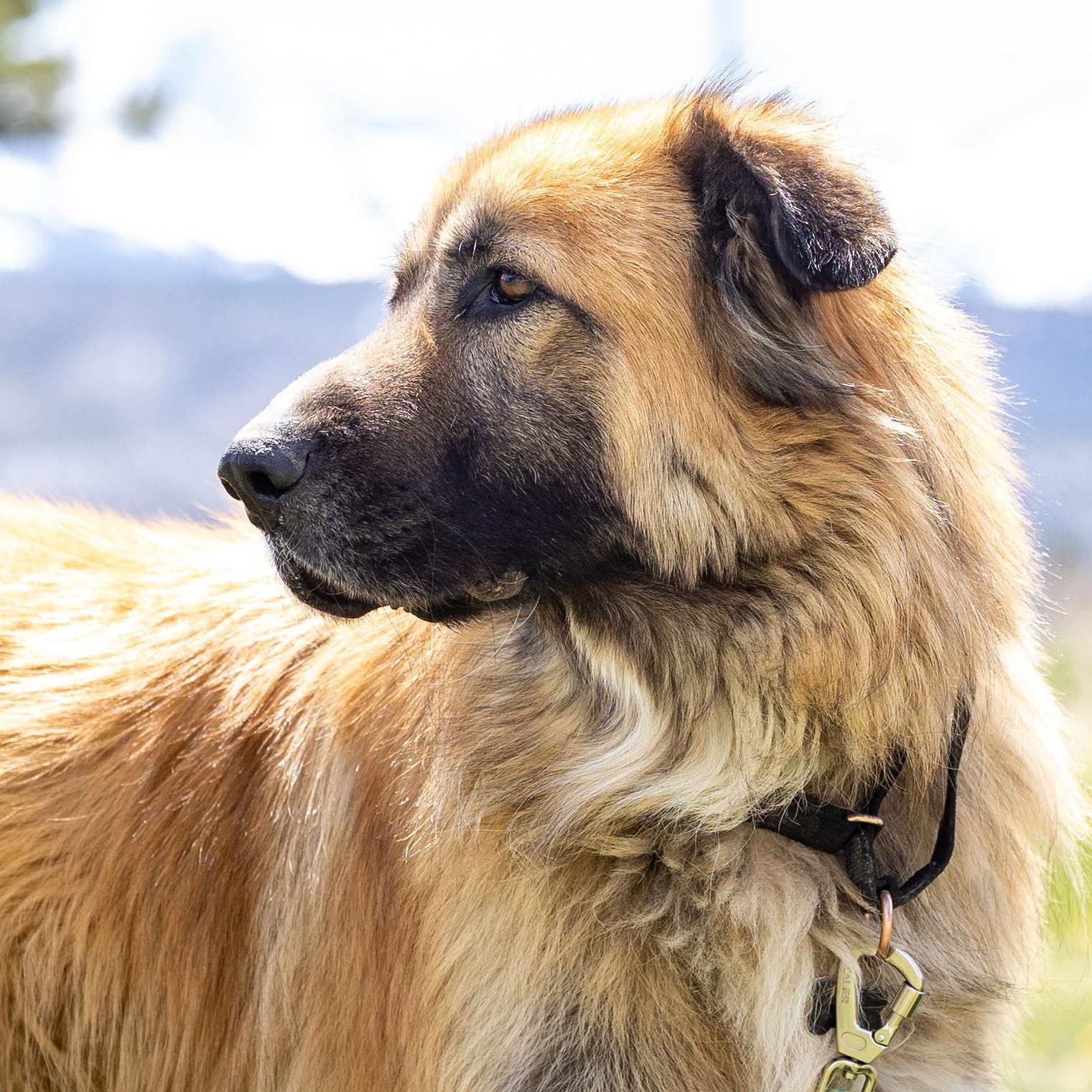 Enlarge Osa, a Adoptable mixed breed in Ridgway, CO image 3/6