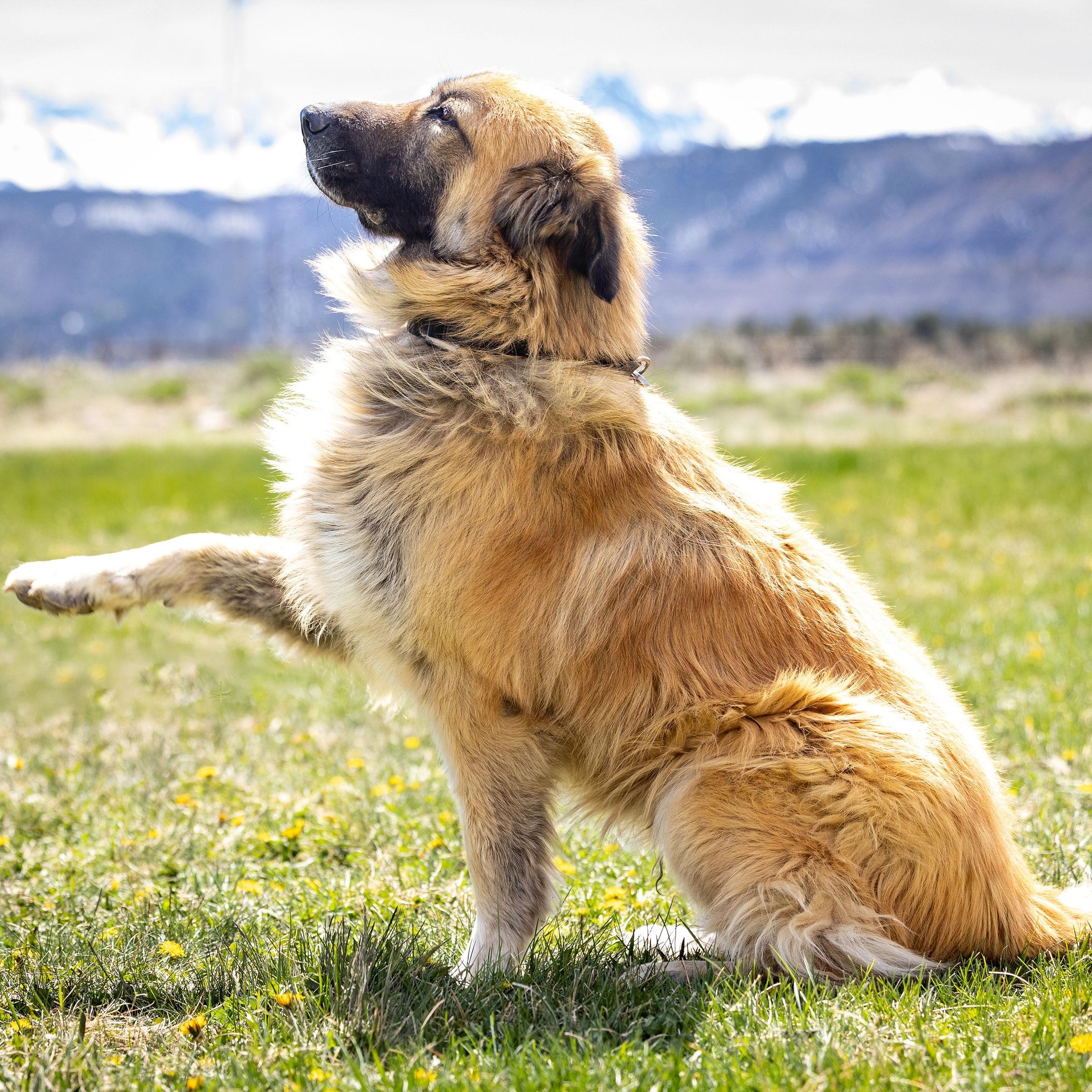 Enlarge Osa, a Adoptable mixed breed in Ridgway, CO image 2/6