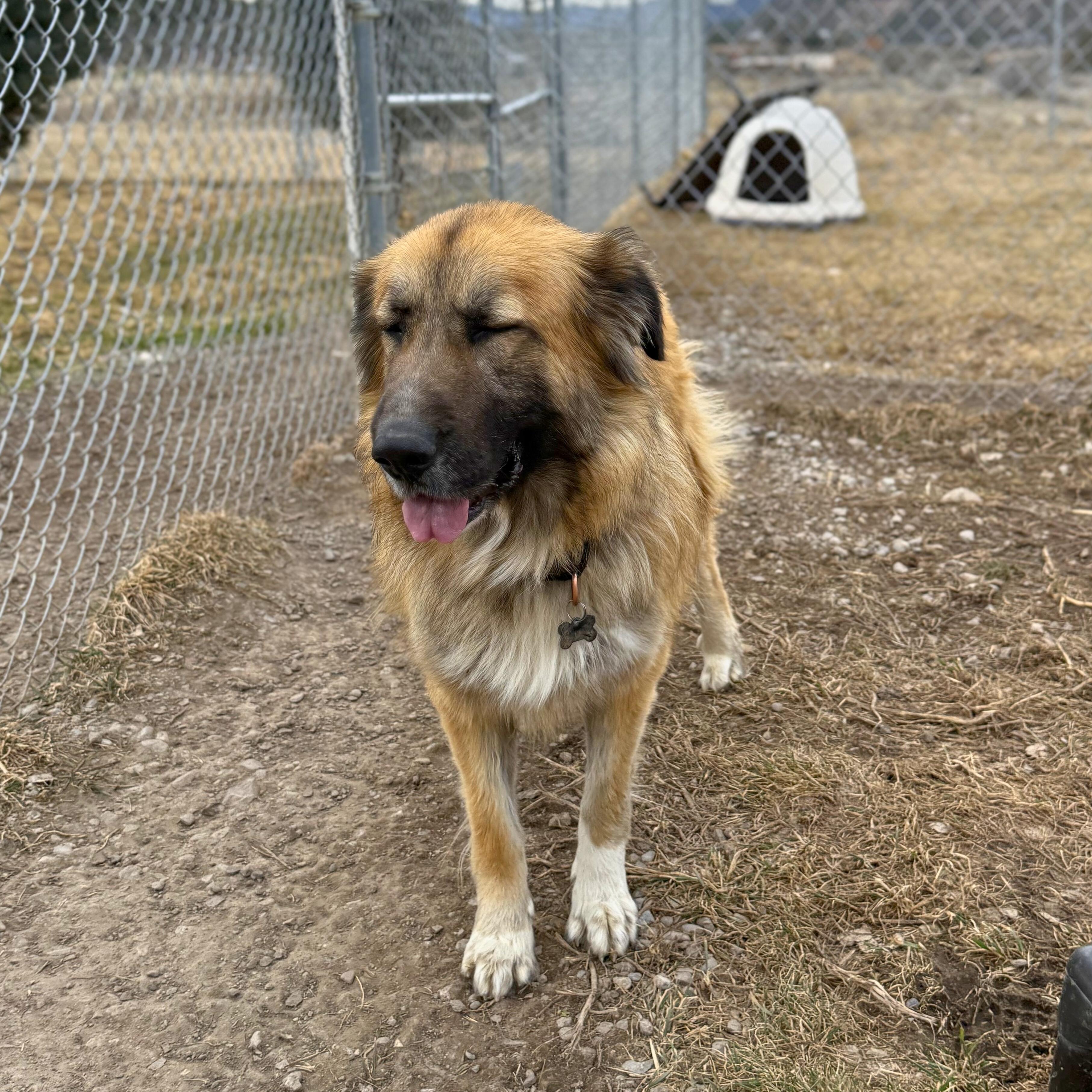 Enlarge Osa, a Adoptable mixed breed in Ridgway, CO image 3/6