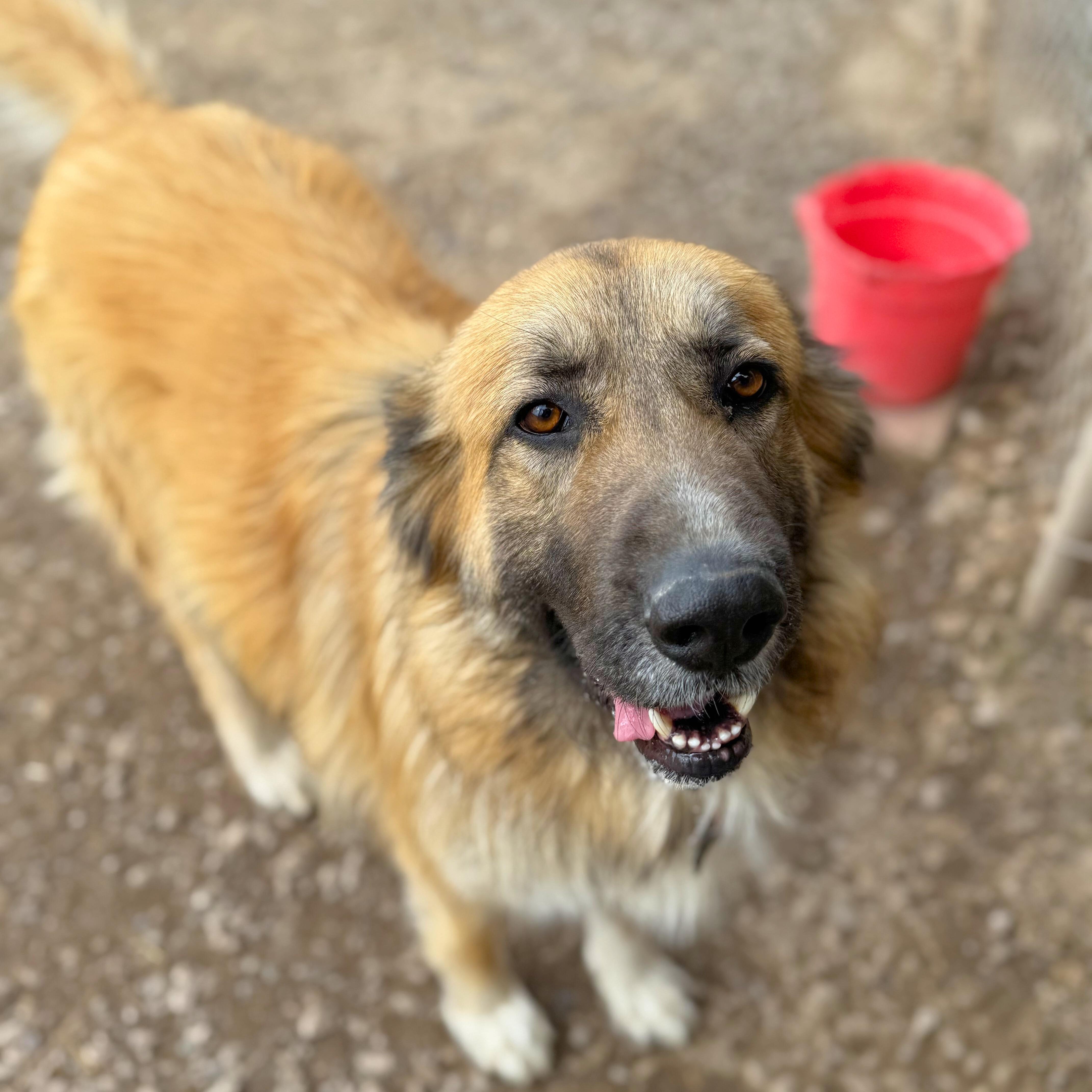 Enlarge Osa, a Adoptable mixed breed in Ridgway, CO image 1/6